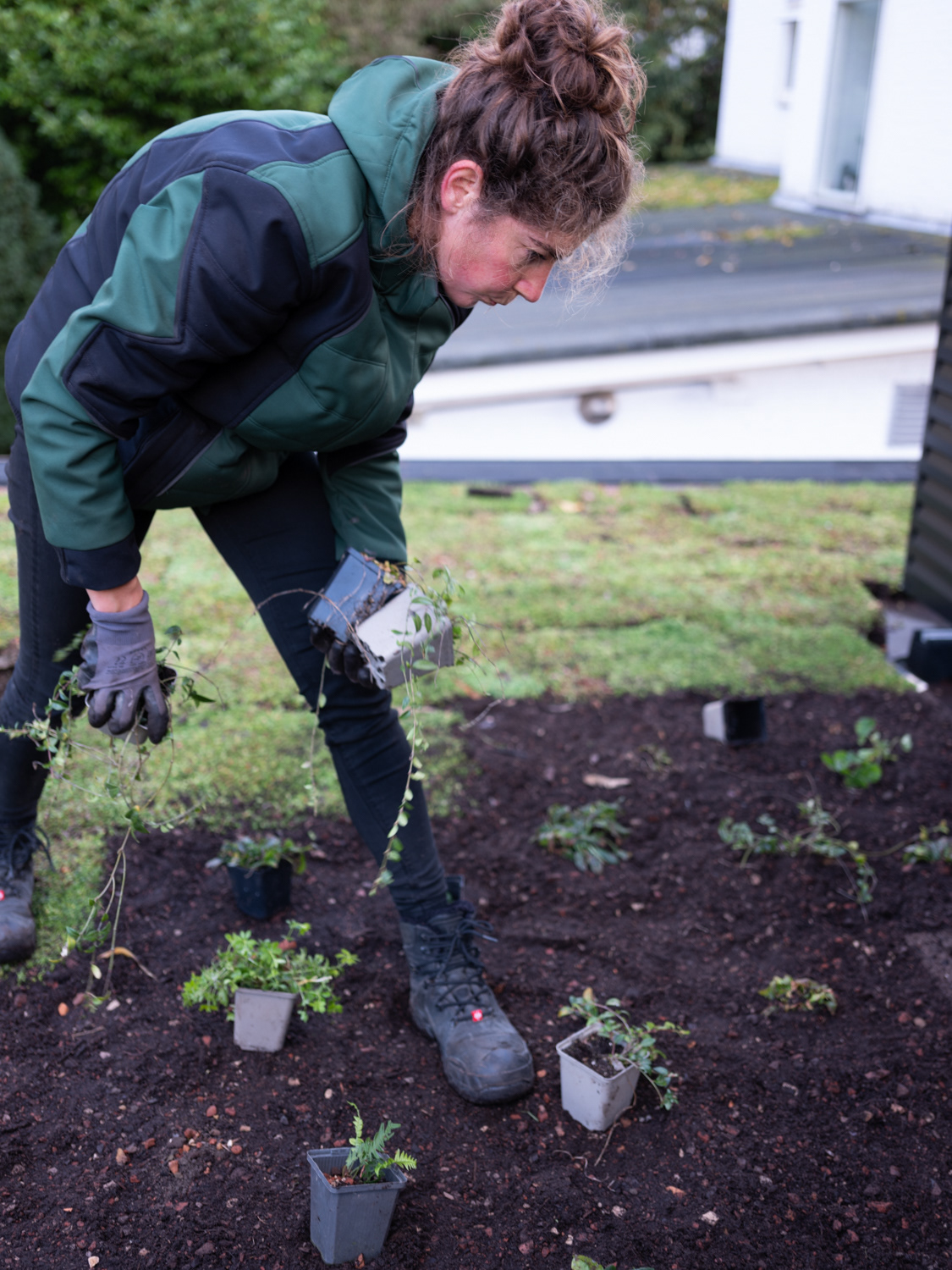Sedumdak en groen op biobases materiaal