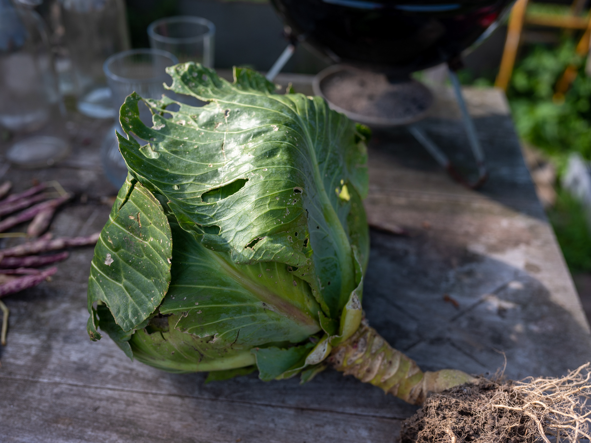 Oogst uit de zelfpluktuin