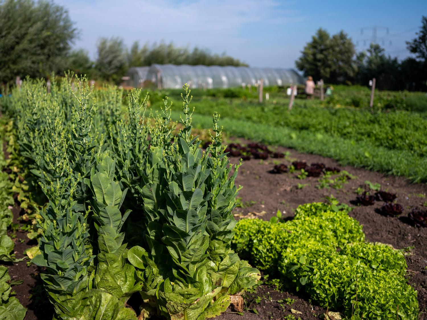 Tuinen van Hartstocht, zelfpluktuin