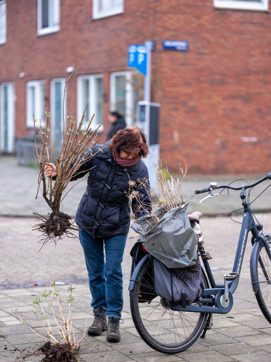 struiken naar buurtmoestuin De Aker