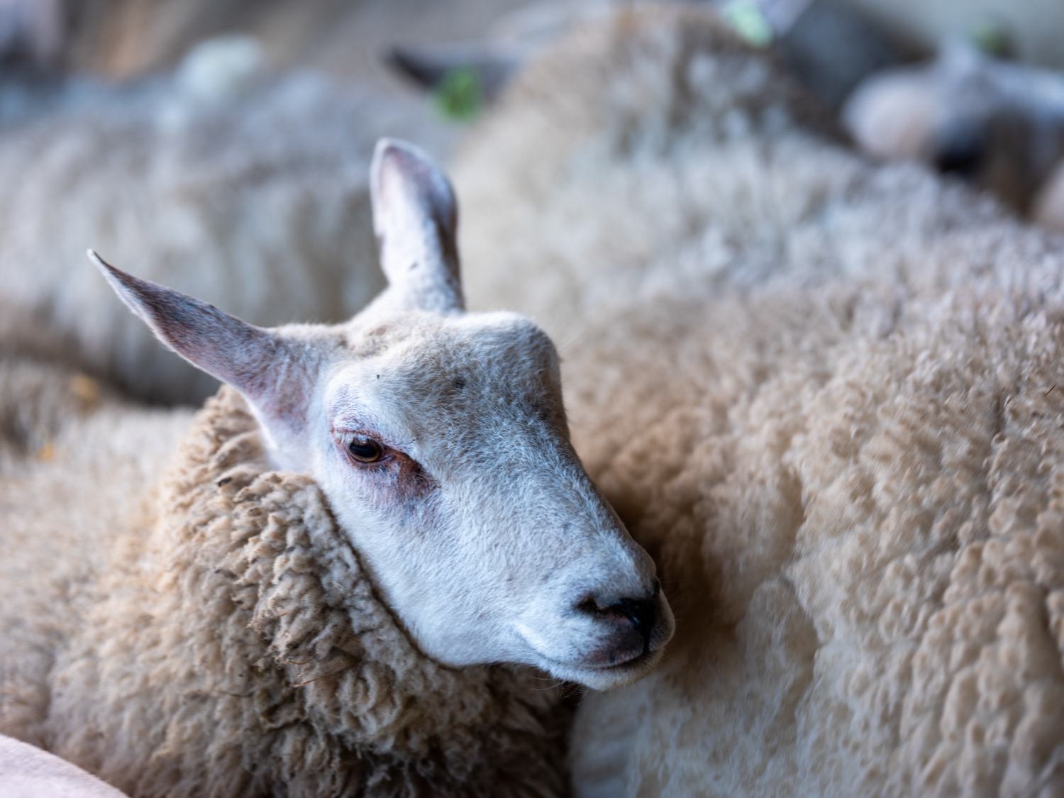schapen scheren op Melkveebedrijf van Leeuwen, diervriendelijk en energieneutraal bedrijf (Heenvliet)