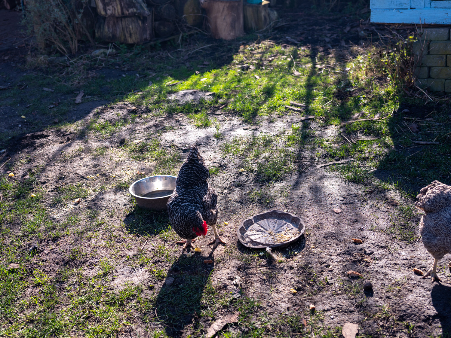 lekker scharrelen en heerlijke eitjes maken