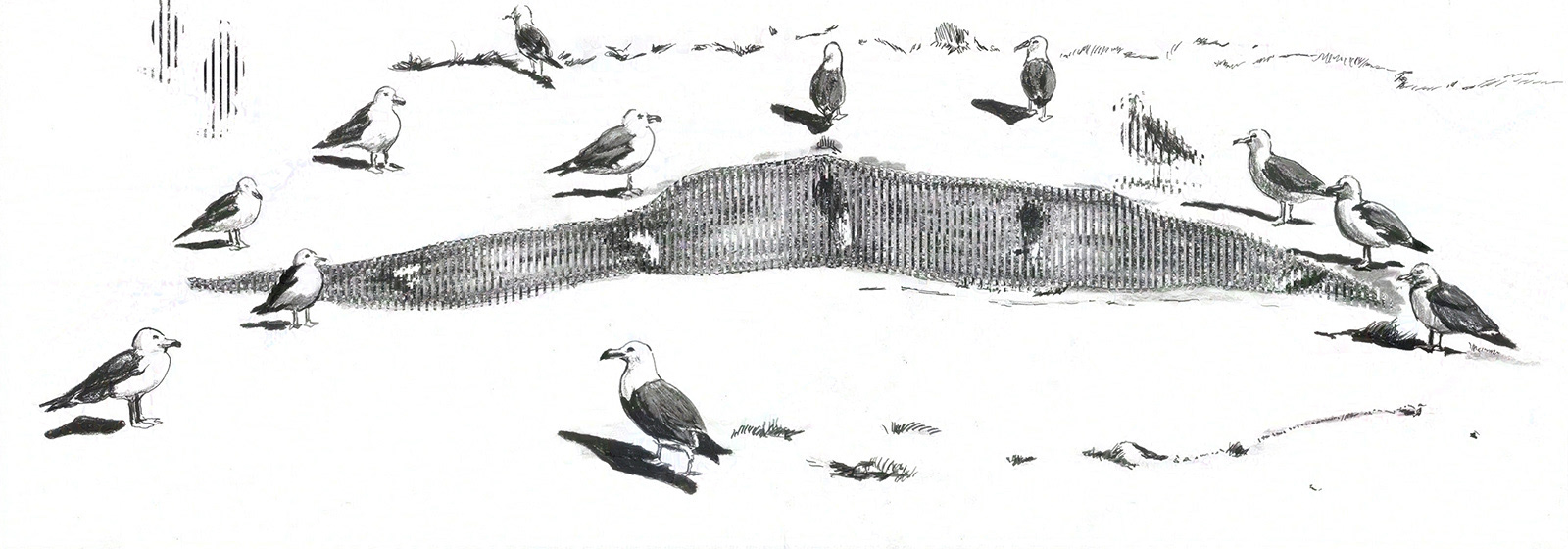 Drawing of "A fable of a fable ‹Black-tailed gull›", 2022