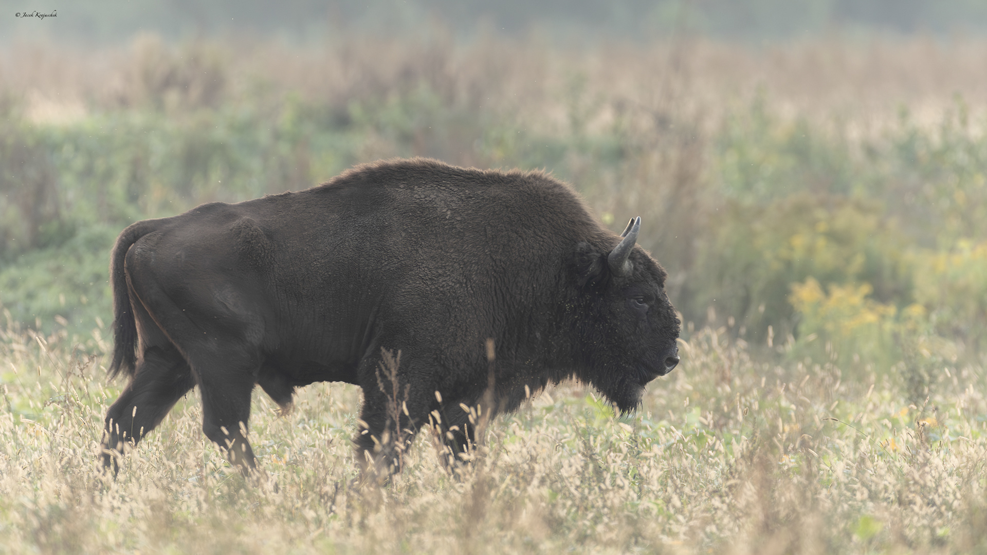 Wisent (Bos bonasus) Żubr