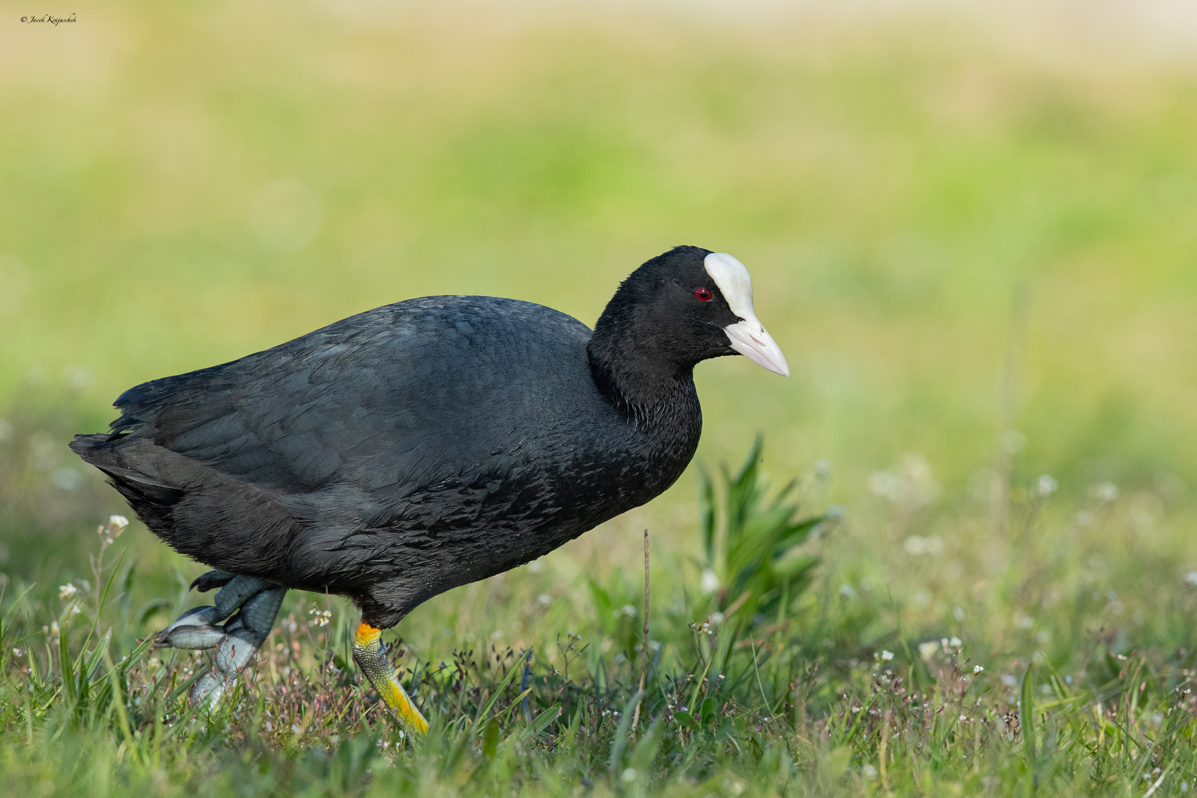 Bläßhuhn (Fulica atra) Łyska