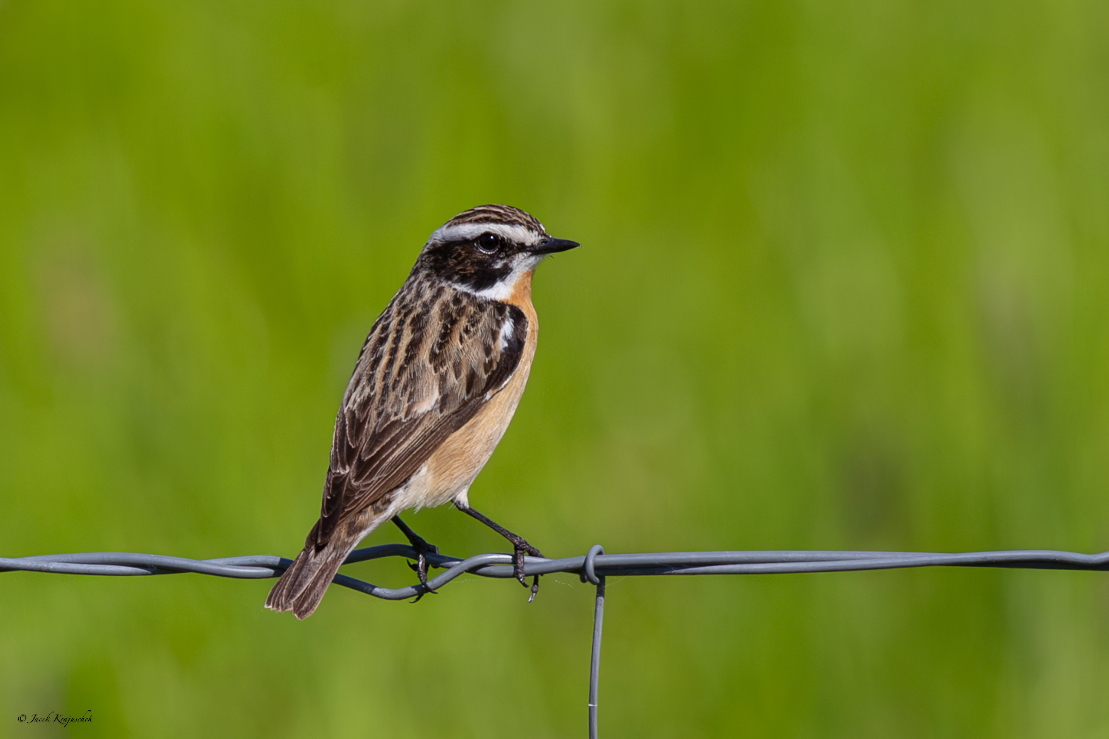 Blaunkehlchen (Saxicola rubrtra) Pokląskwa