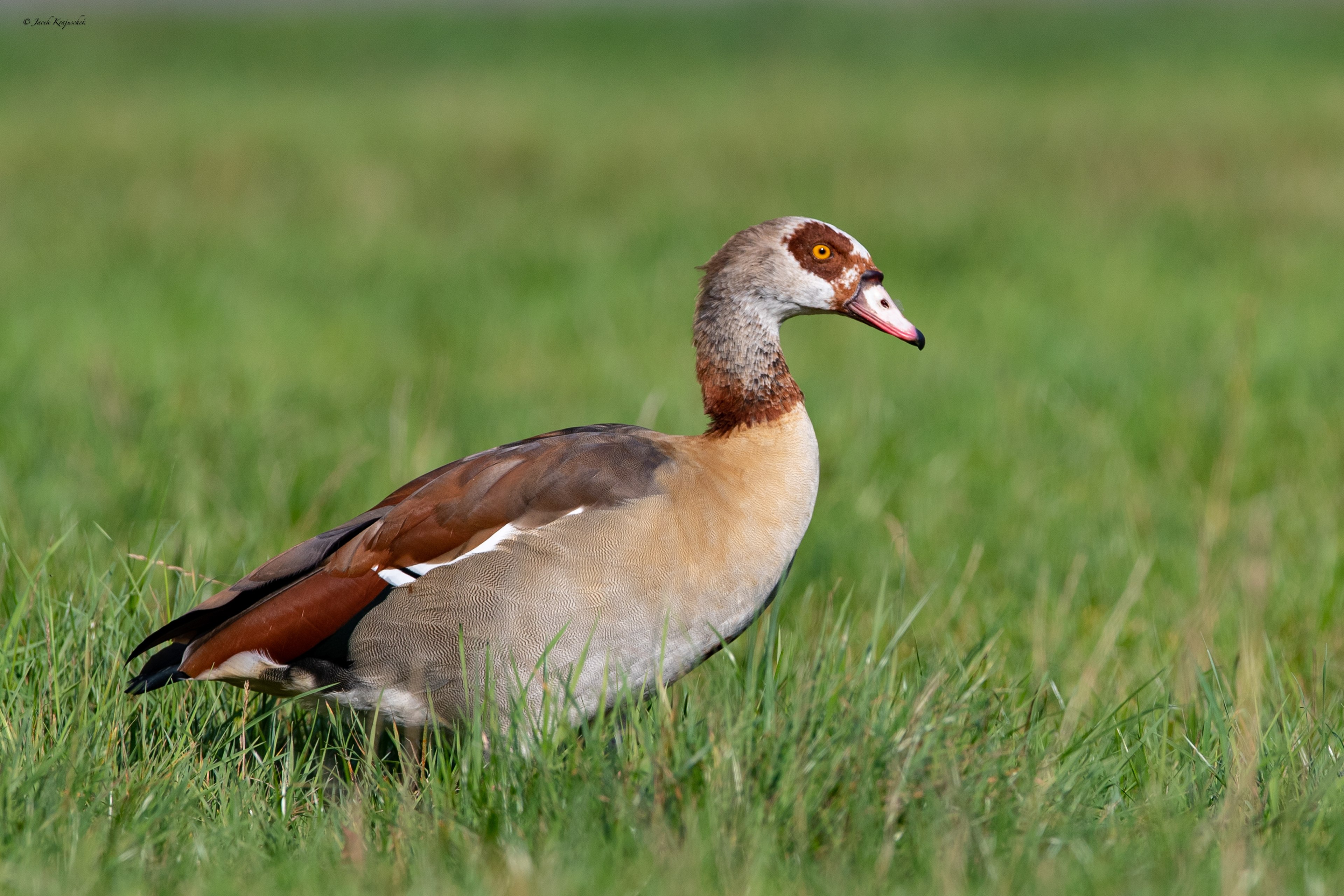 Nilgans (Alopochen aegyptiaca) Gęsiówka egipska