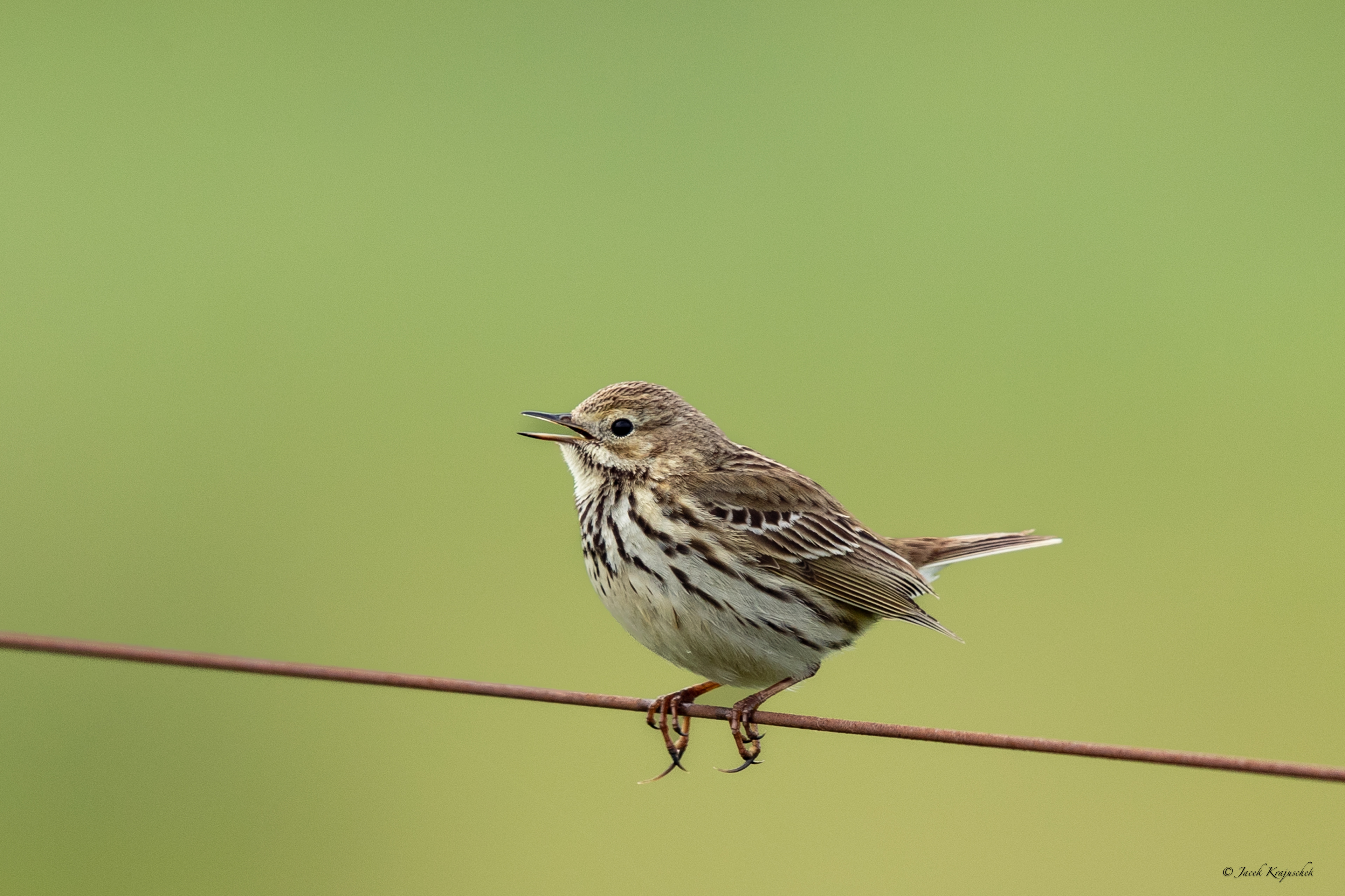 Wiesenpieper (Anthus pratensis) Świergotek łąkowy