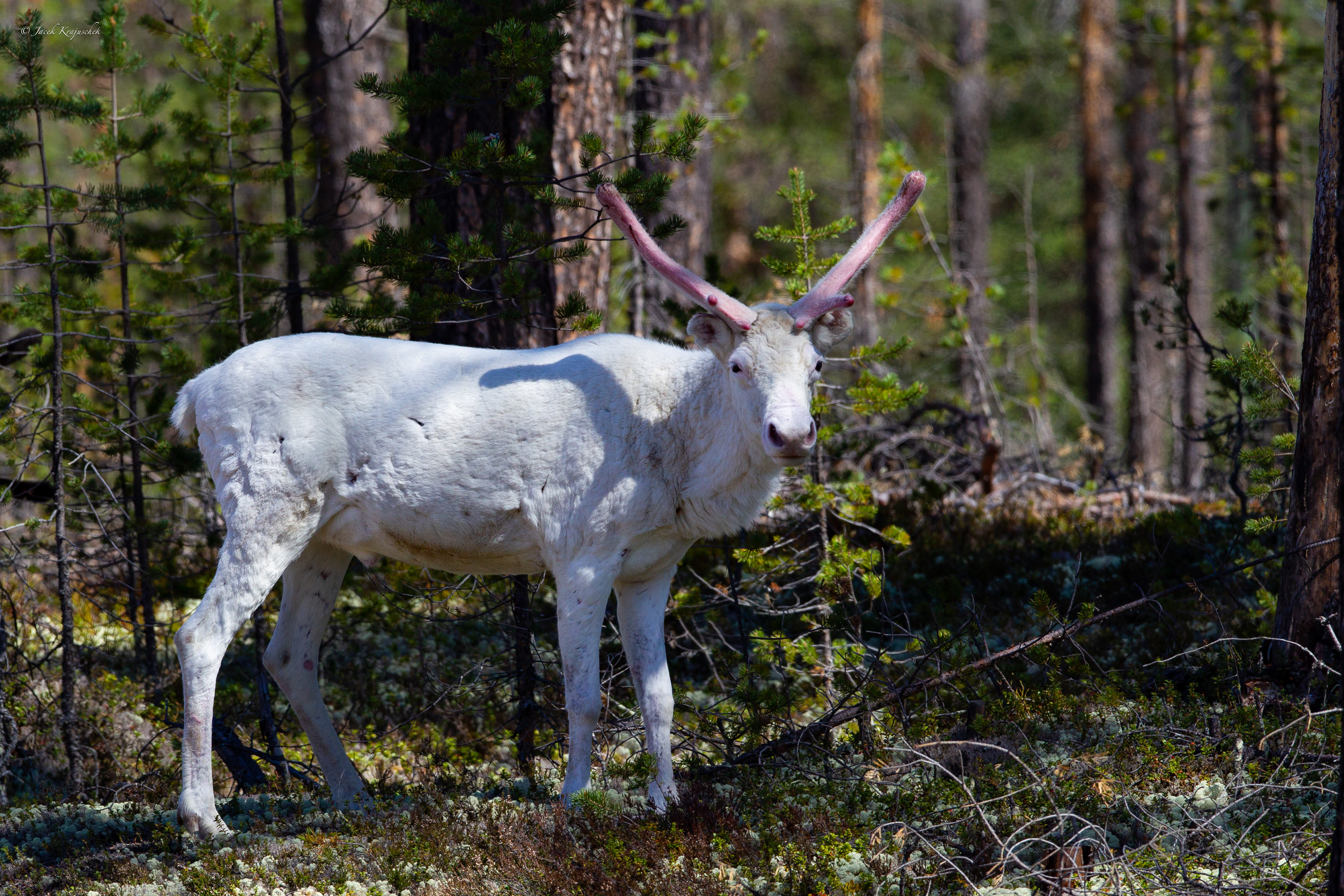 Rentier (Rangifer tarandus) Renifer tundrowy