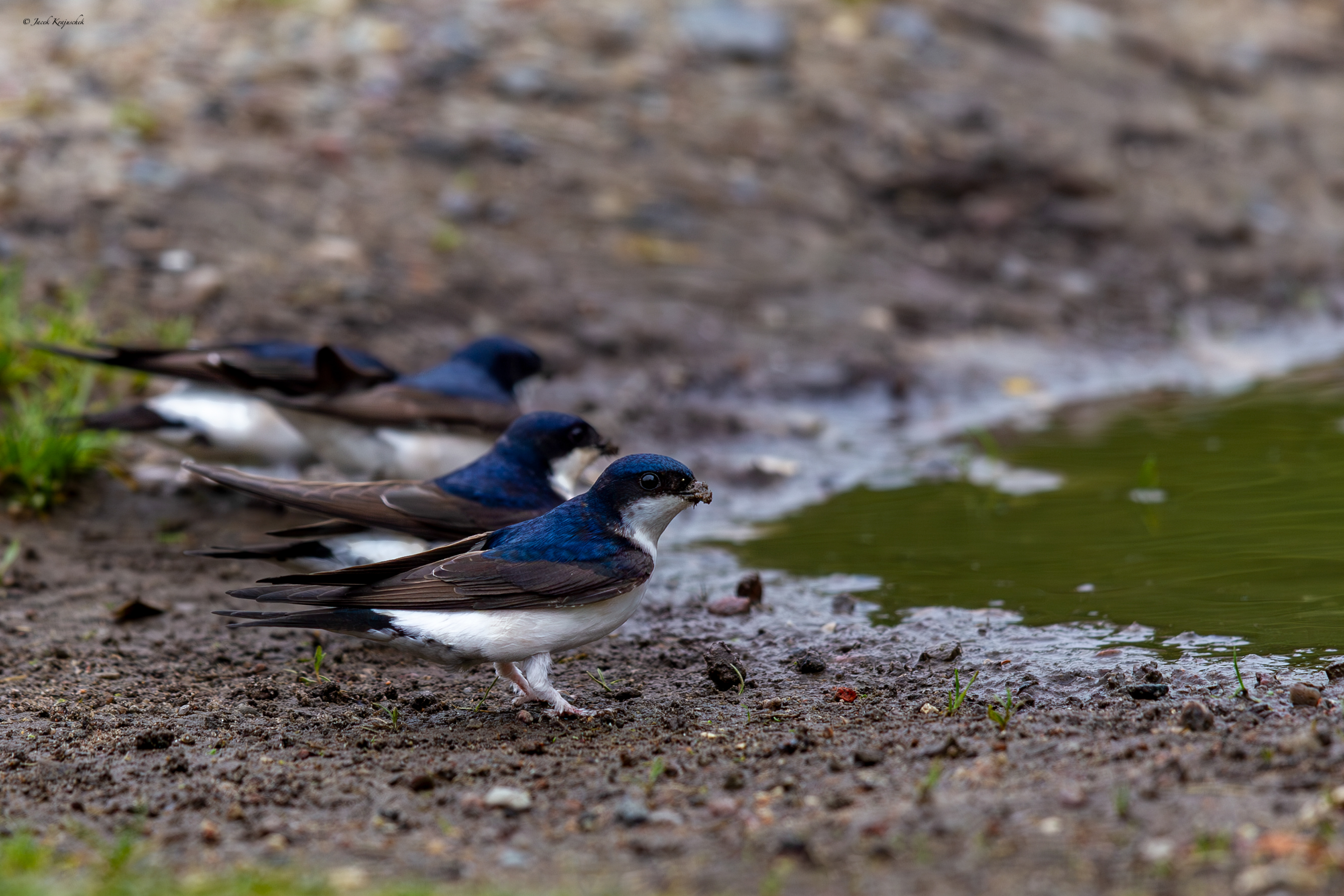 Mehlschwalbe (Delichon urbicum) Oknówka zwyczajna