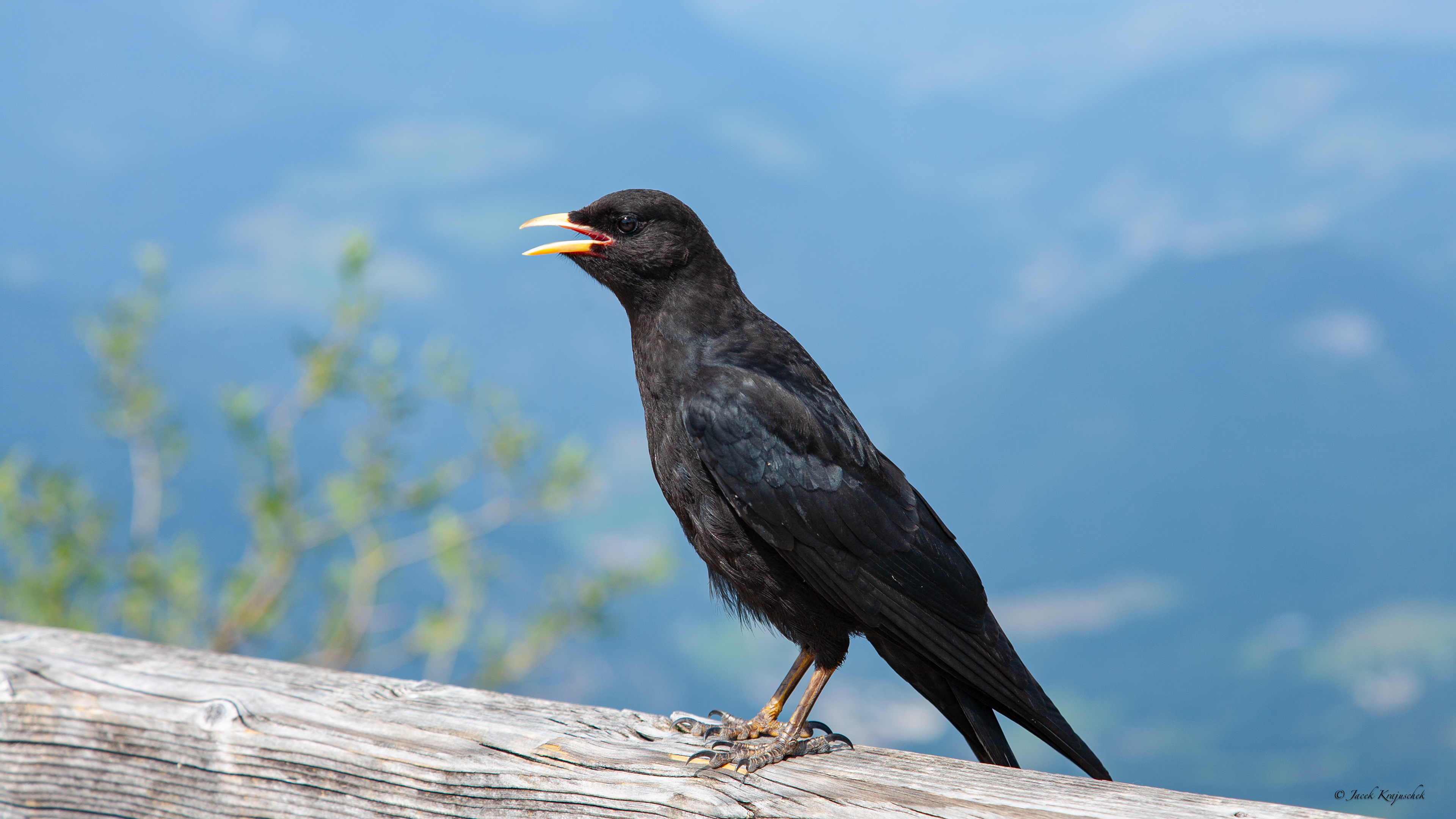 Alpendohle (Pyrrhocorax graculus) Wieszczek