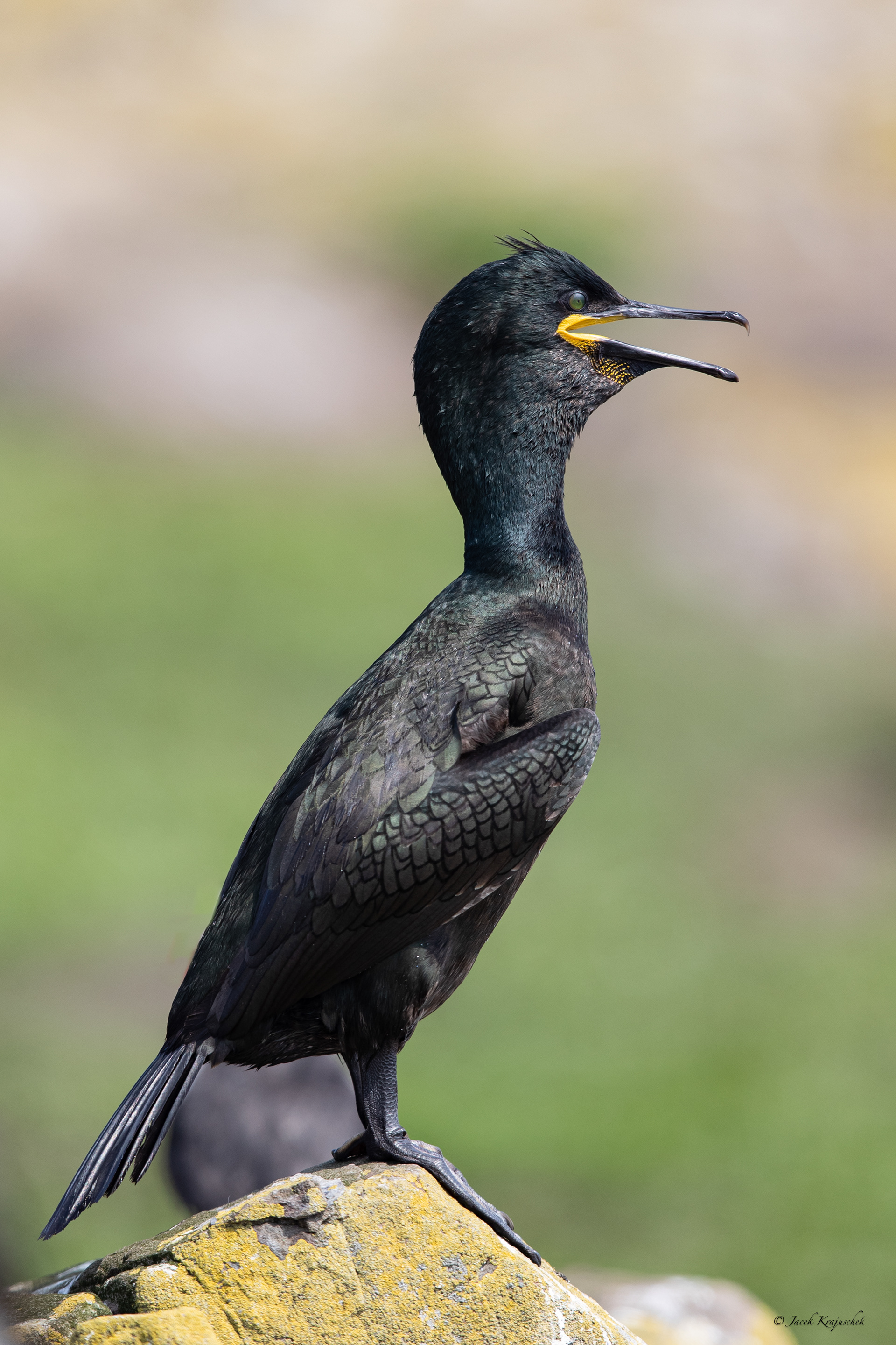 Krähenscherbe (Phalacrocorax aristotelis) Kormoran czubaty
