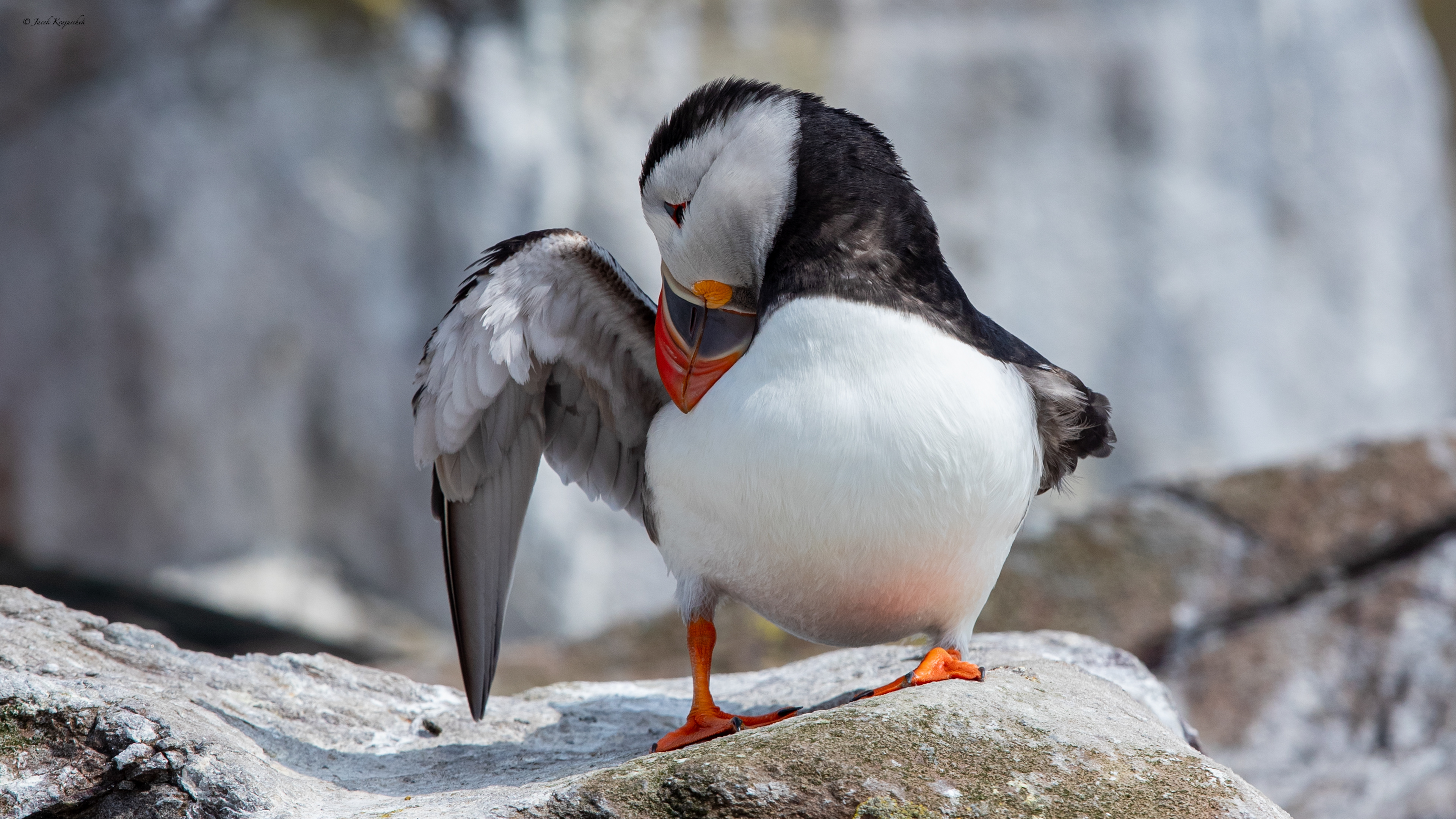 Papageitaucher (Fratercula arctica) Maskonur