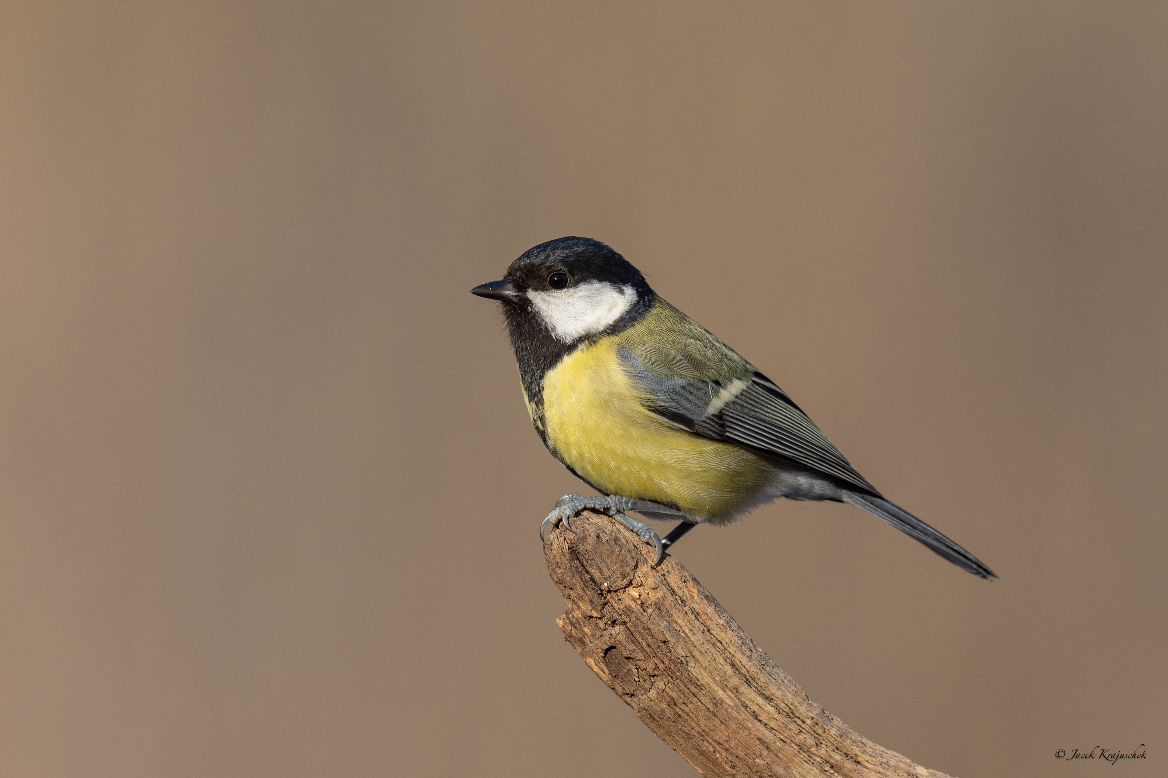 Kohlmeise (Parus major) Bogatka