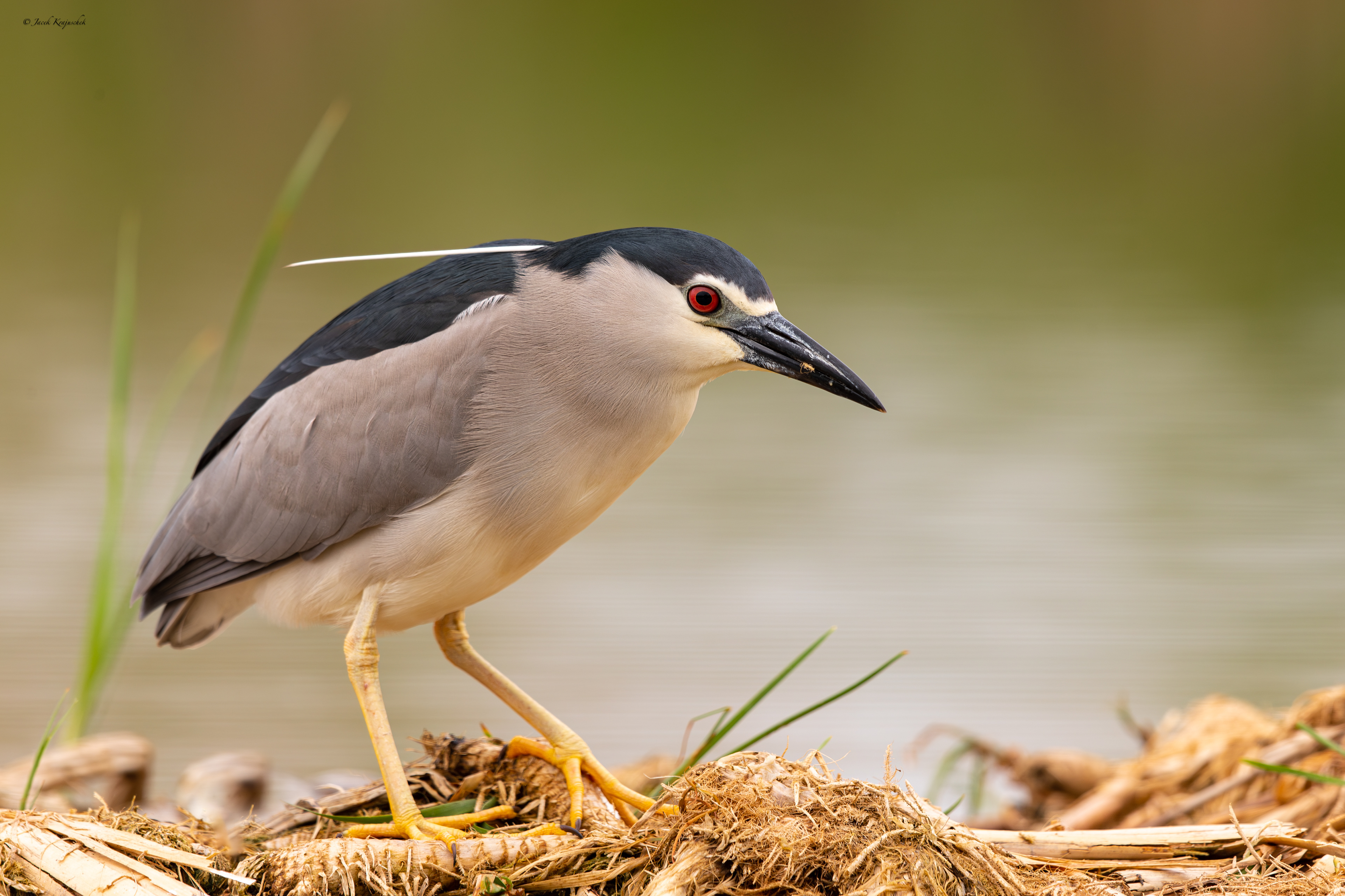 Nachtreiher (Nycticorax nycticorax) Ślepowron