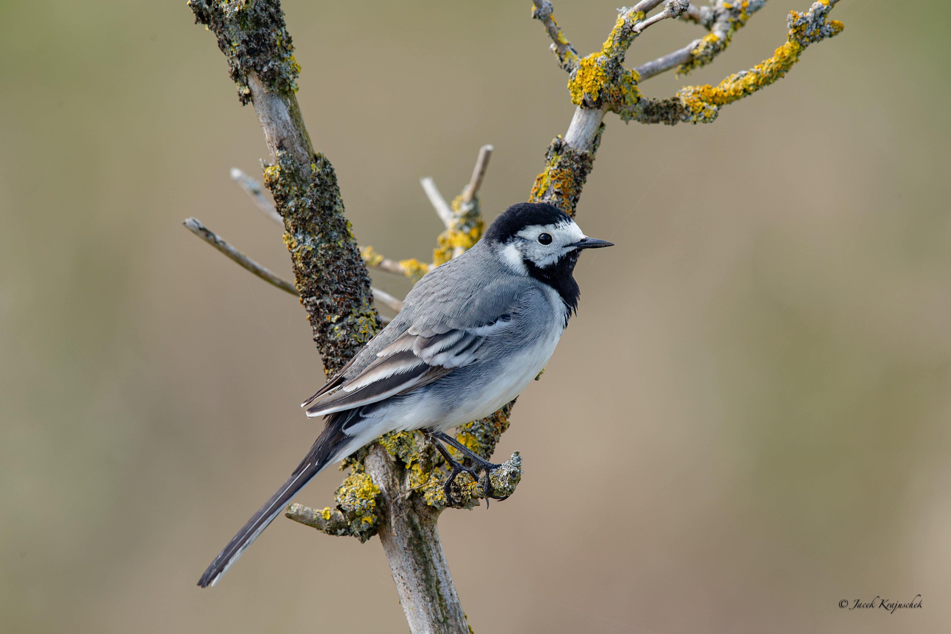 Bachstelze (Motacilla alba) Pliszka śiwa