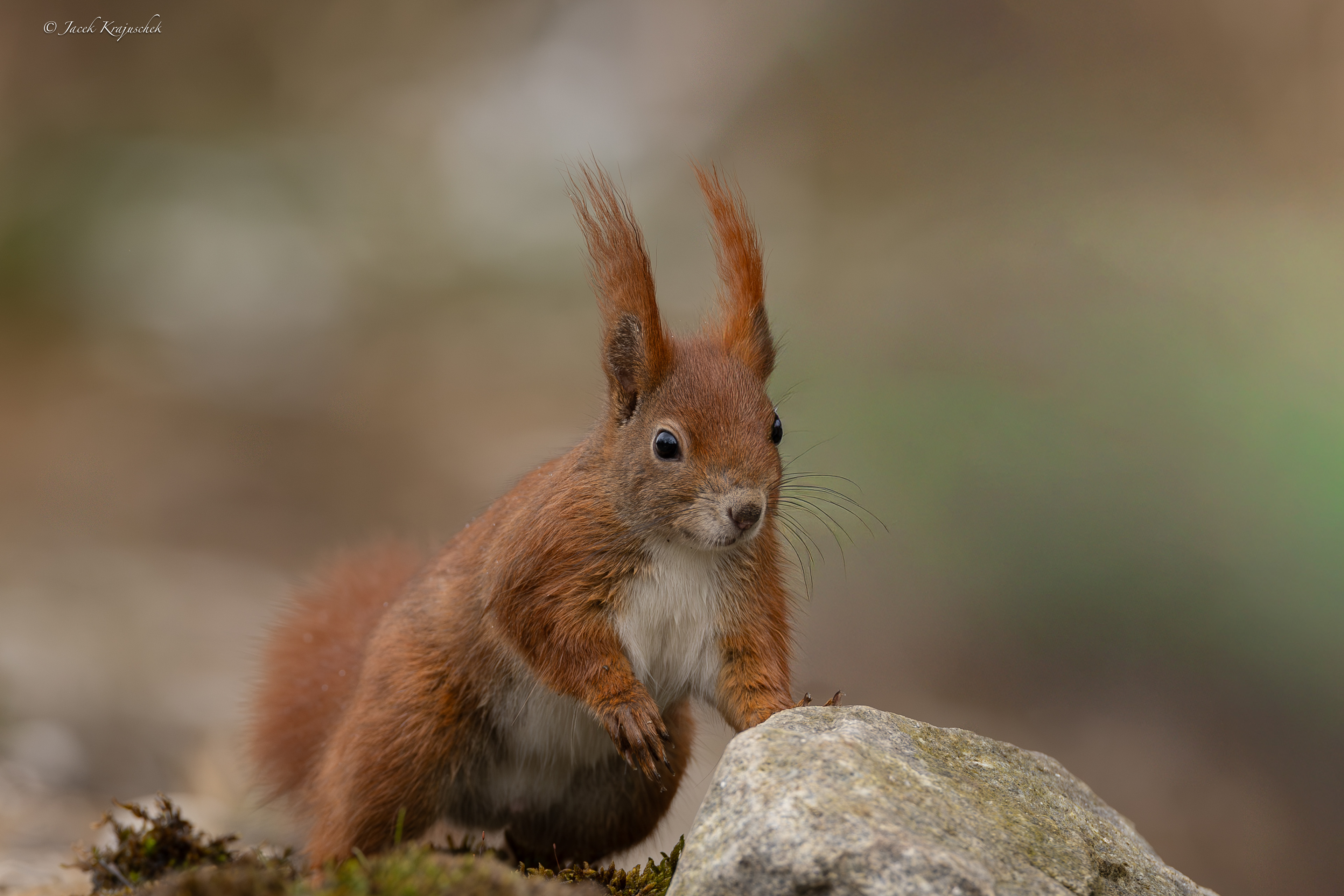 Eichhörnchen (Sciurus vulgäres) Wiewiórka pospolita