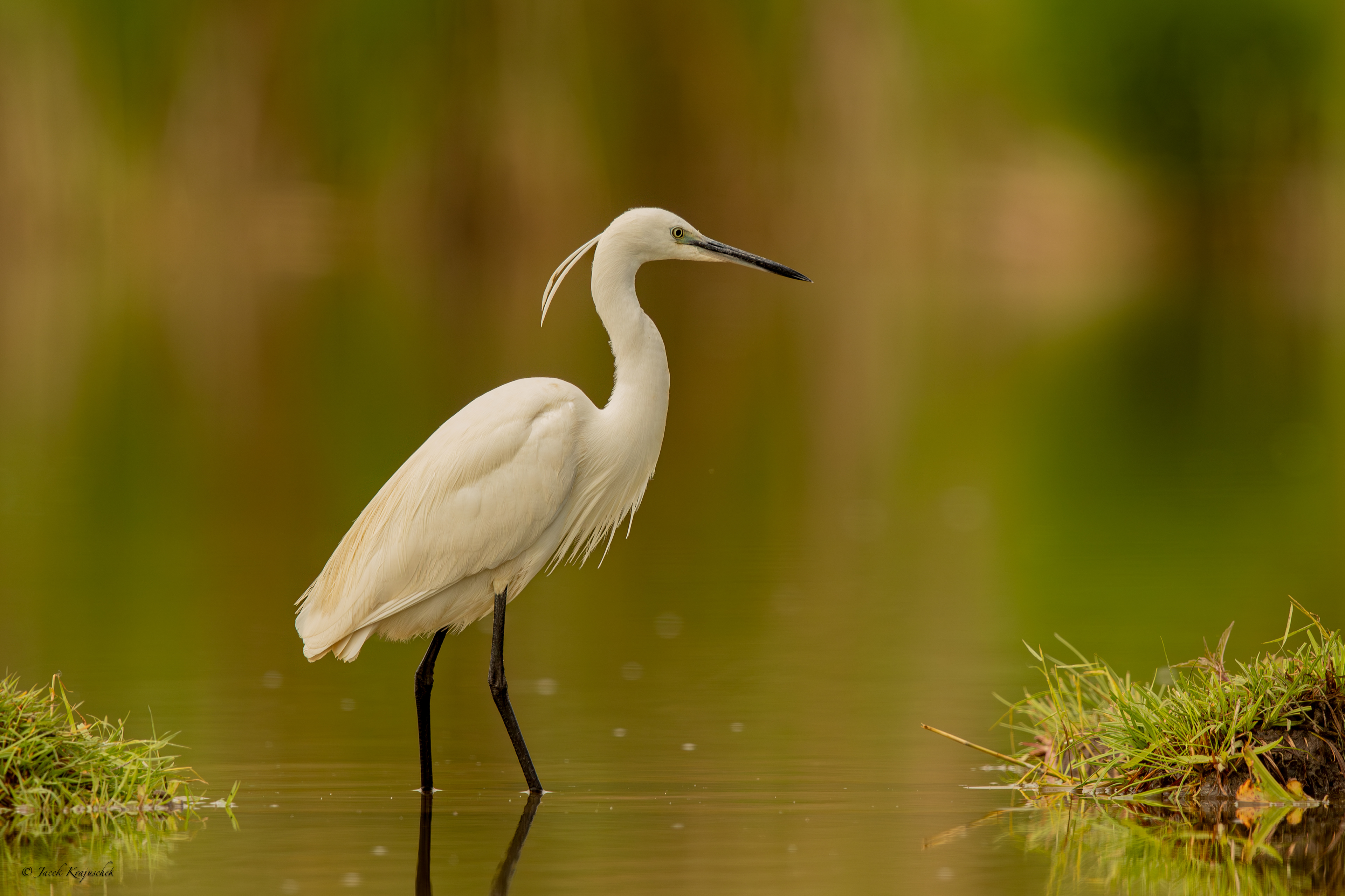 Seidenreiher (Egretta garzetta) Czapla nadobna