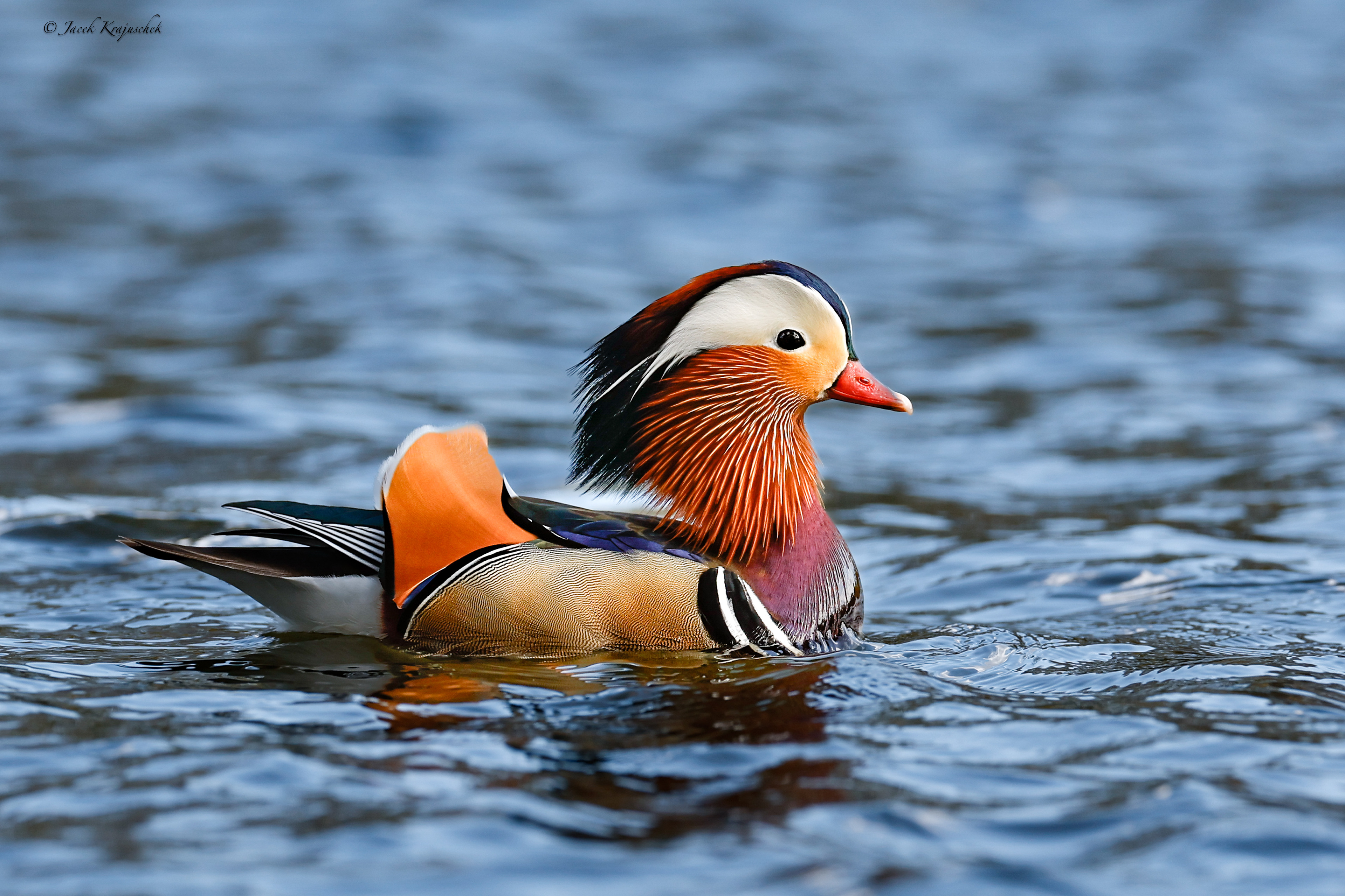Mandarinente (Aix galericulata) Mandarynka