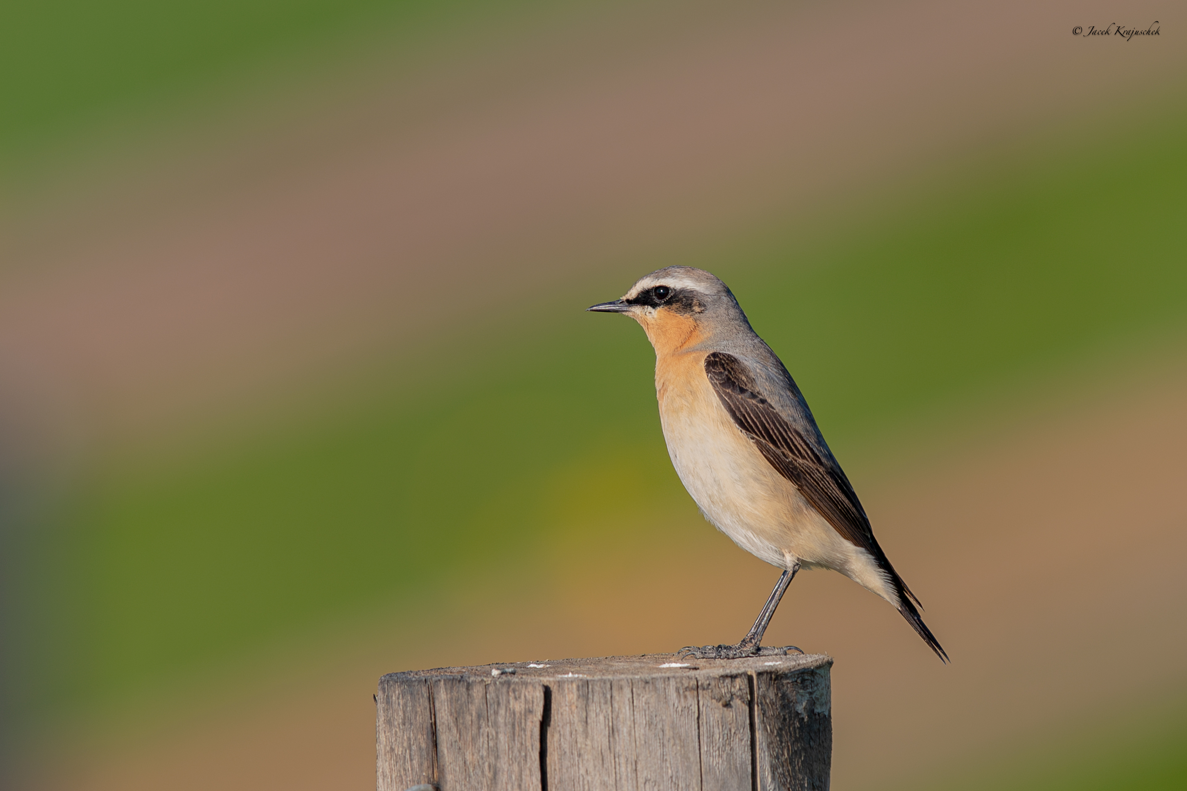 Steinschmätzer (Oenanthe oenanthe) Białorzytka zwyczajna
