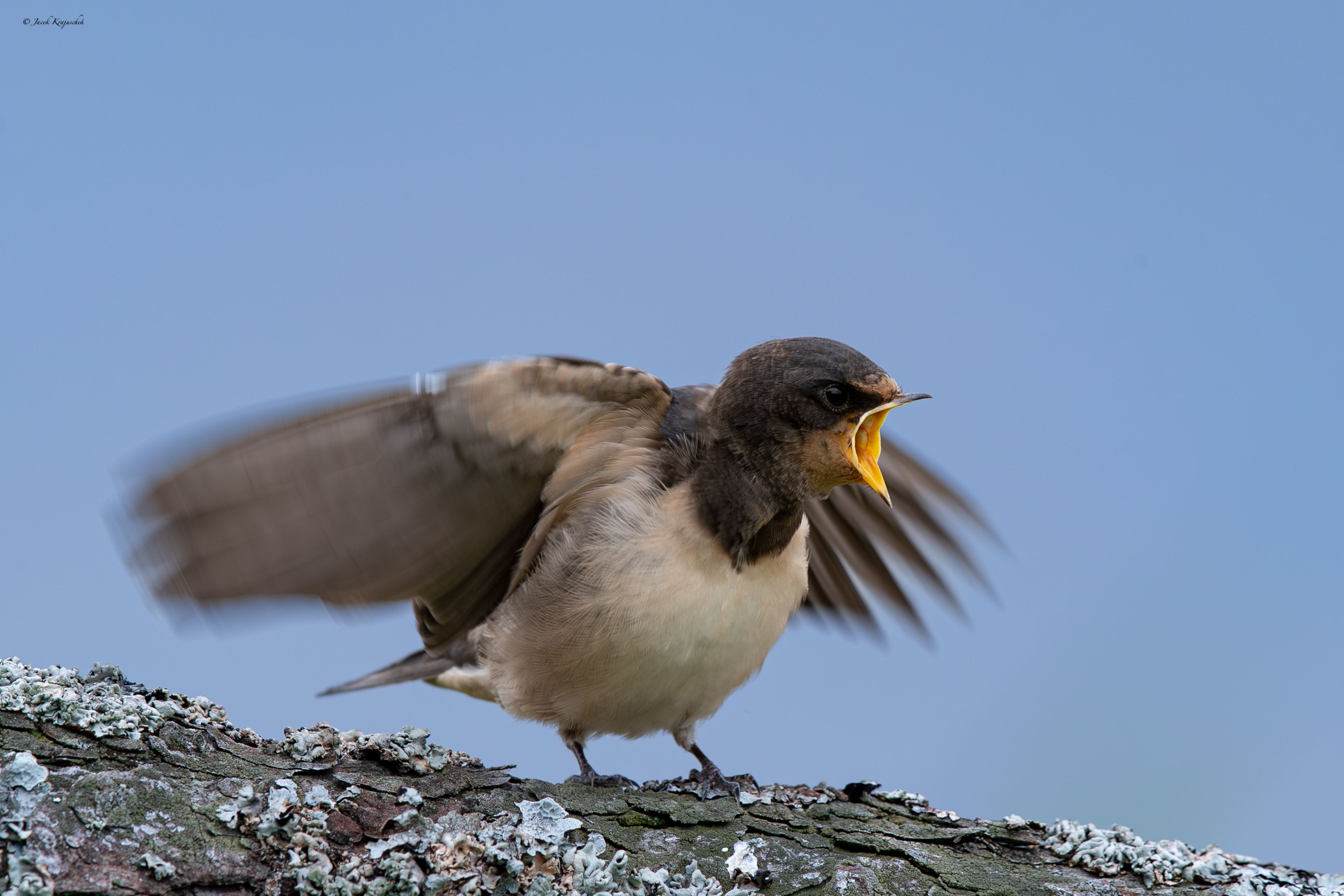 Rauchschwalbe (Hirundo rustica) Demówka