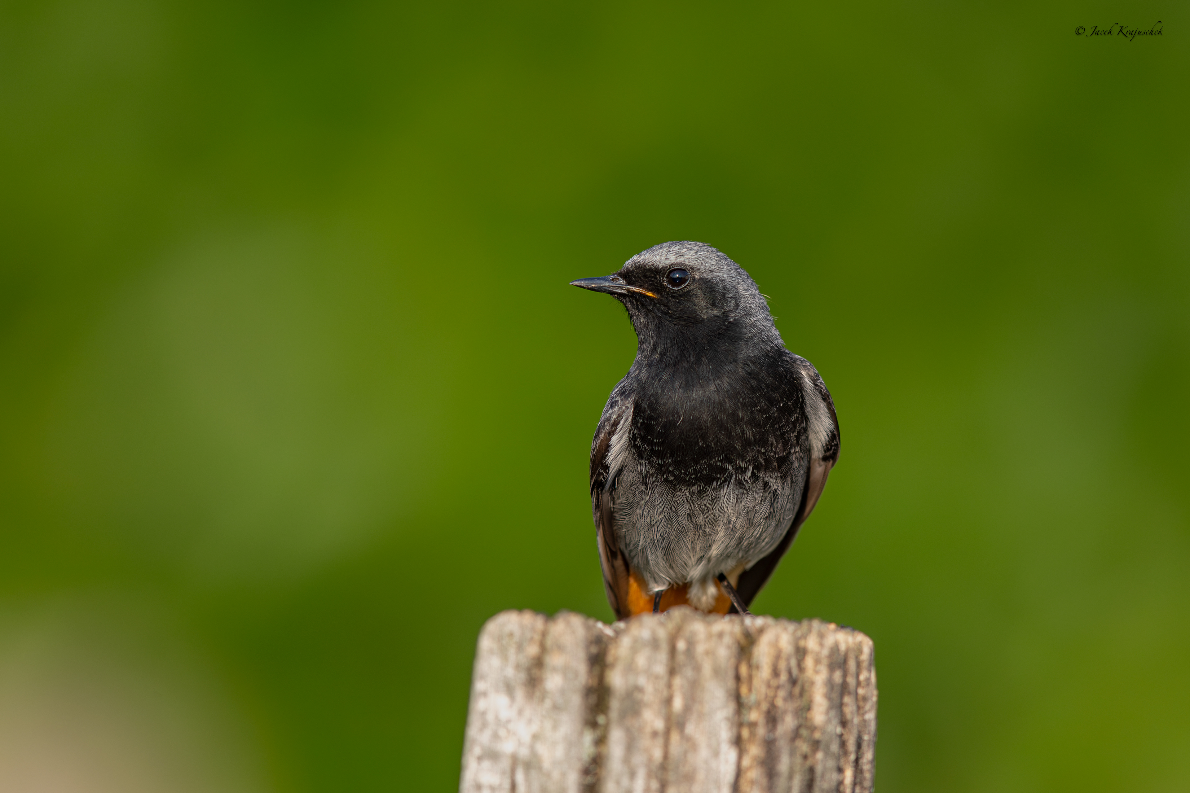Hausrotschwanz (Phoenicurus ochruros) Kopciuszek