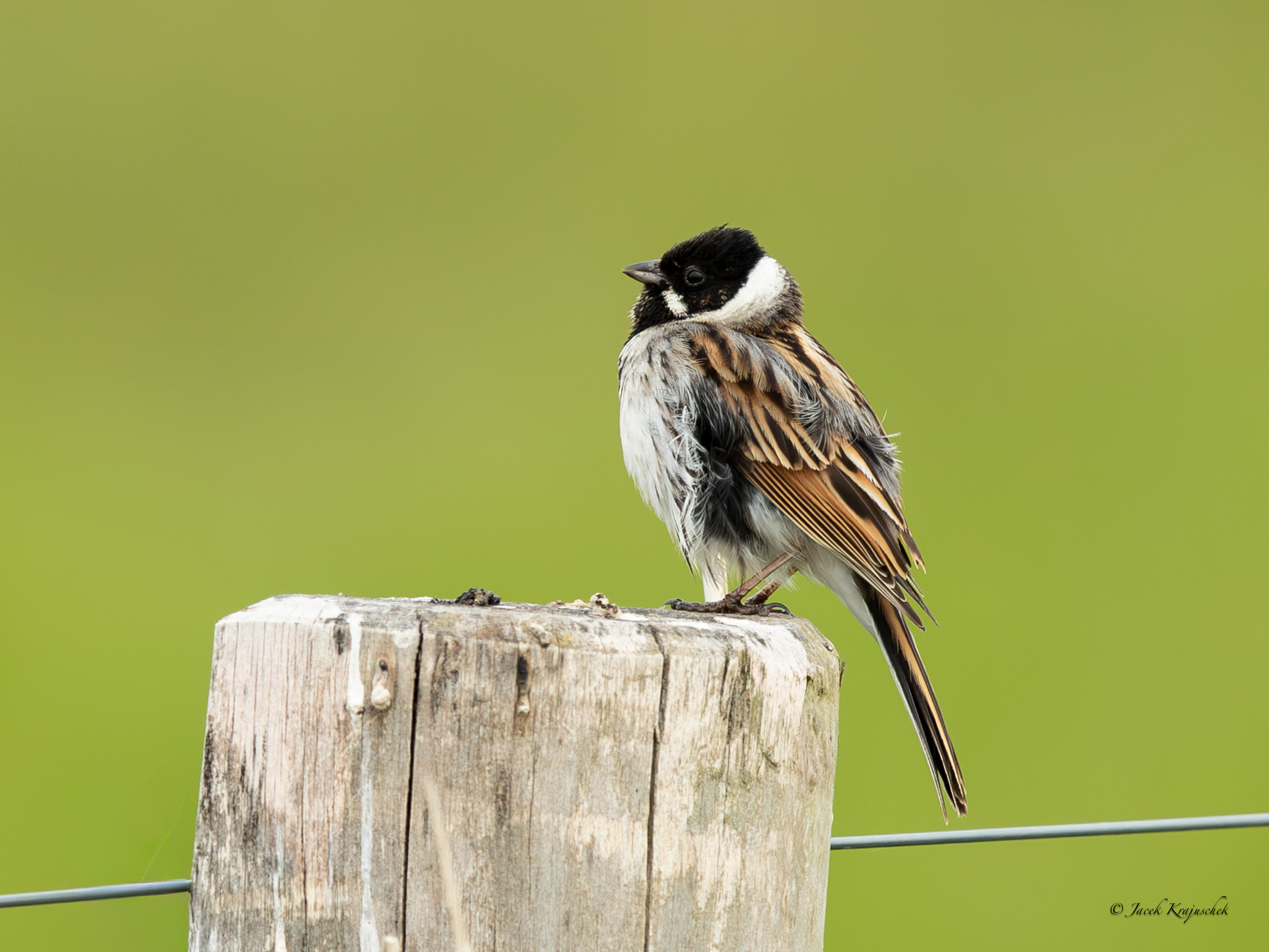 Rohrammer (Emberiza schoeniclus) Potrzos