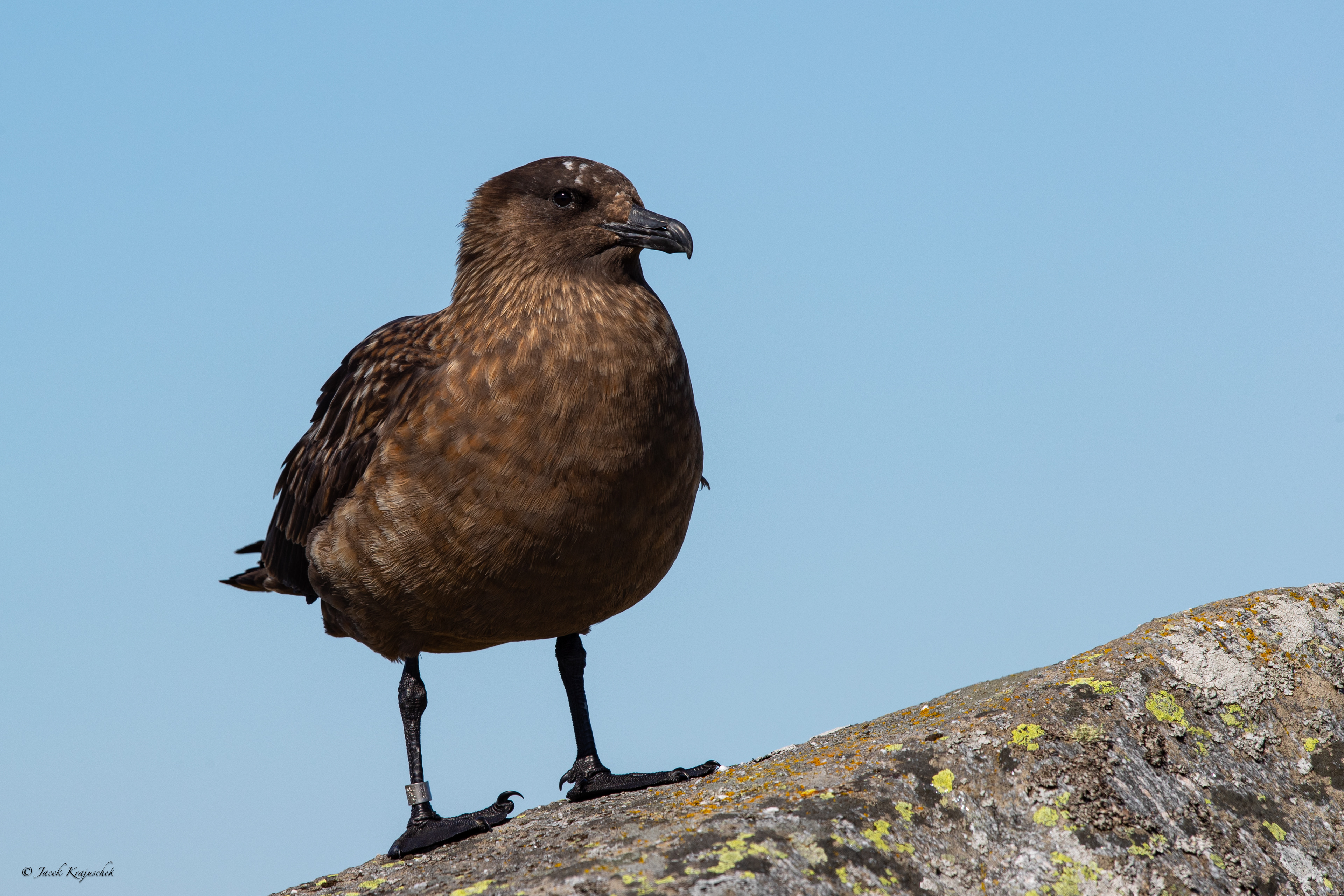 Scua (Stercorari skua) Wydrzyk wielki