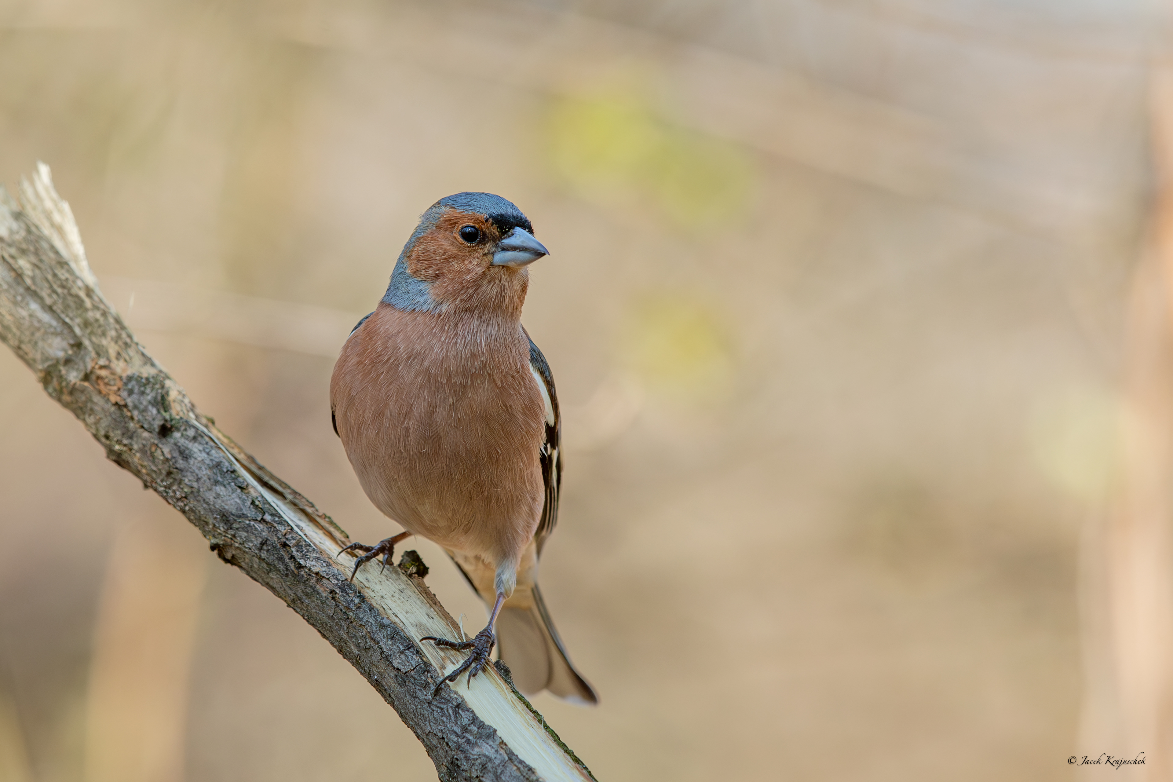 Buchfink (Fringilla coelebs) Zięba