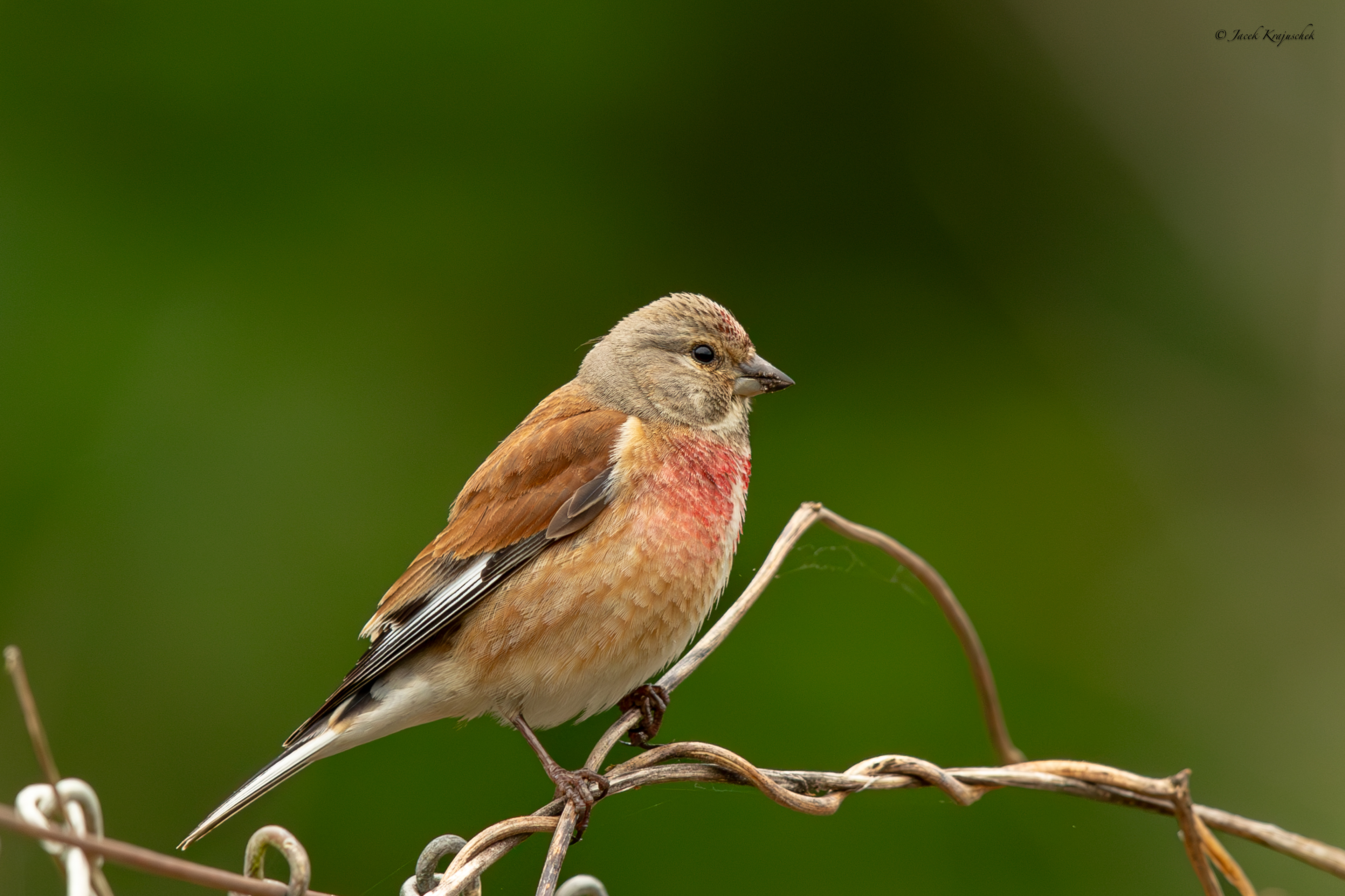 Bluthänfling (Carduelis cannabina) Makolągwa