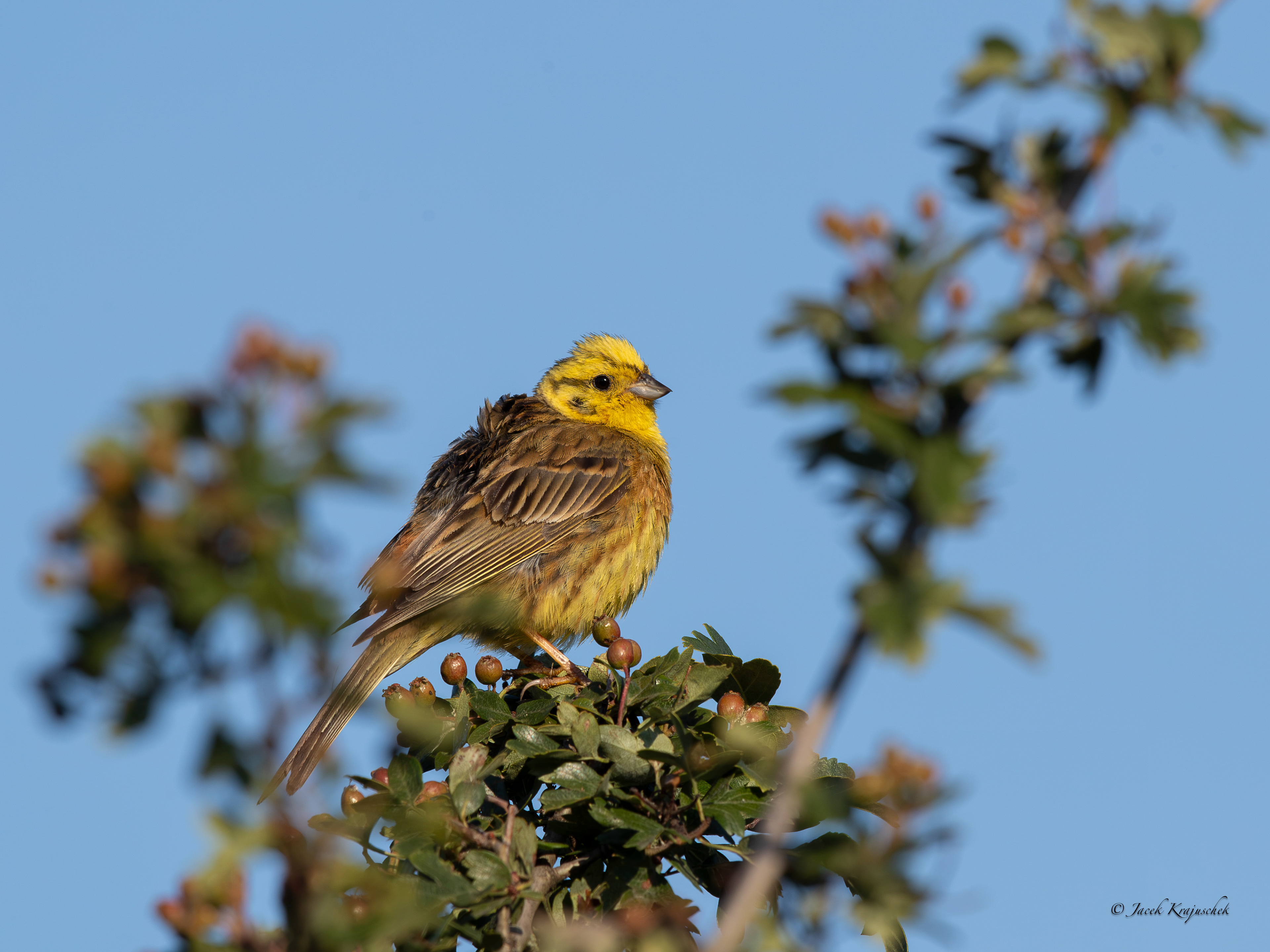 Goldammer (Emberiza citrinella) Trznadel
