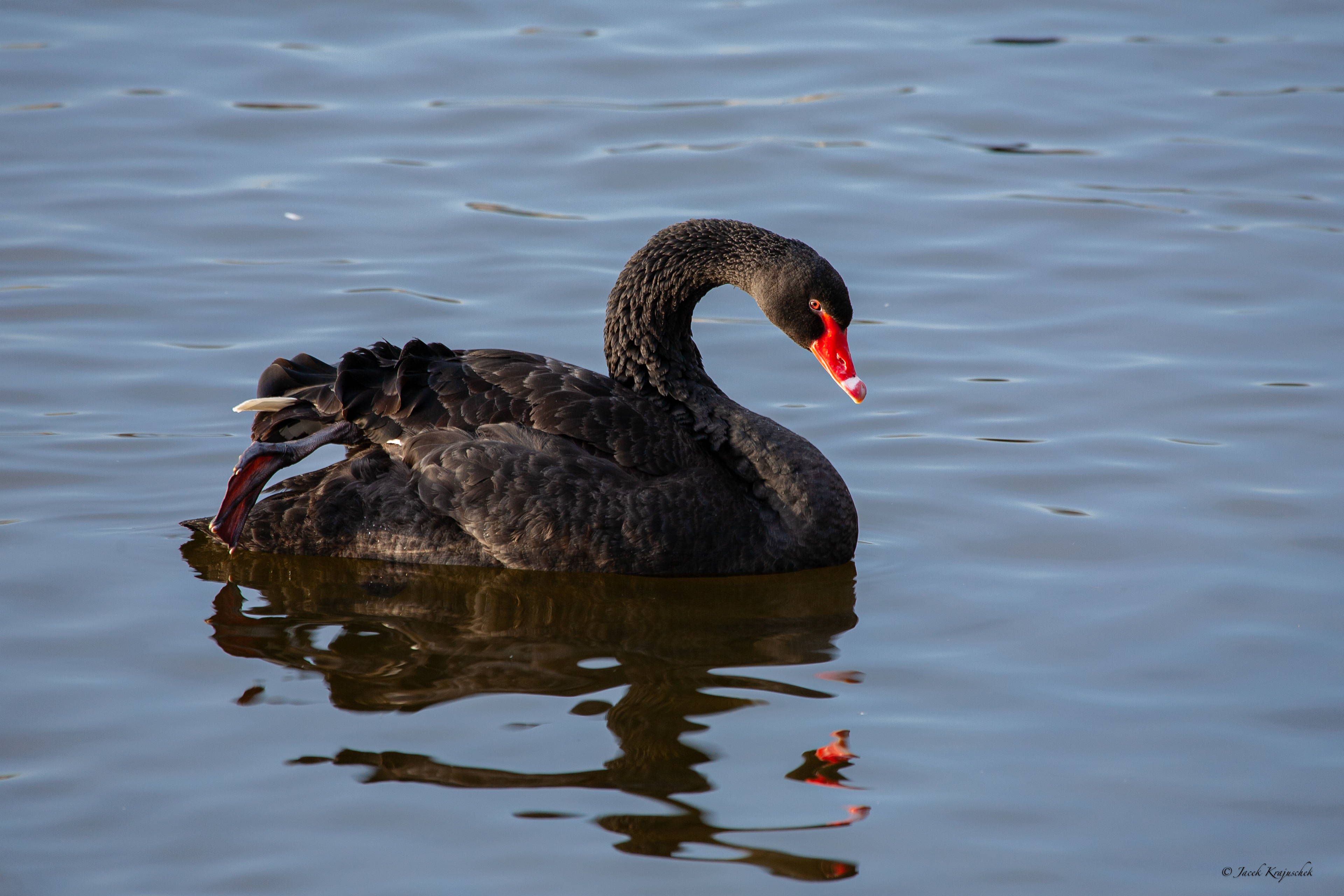 Trauerschwan (Cygnus atratus) Łabędź czarny
