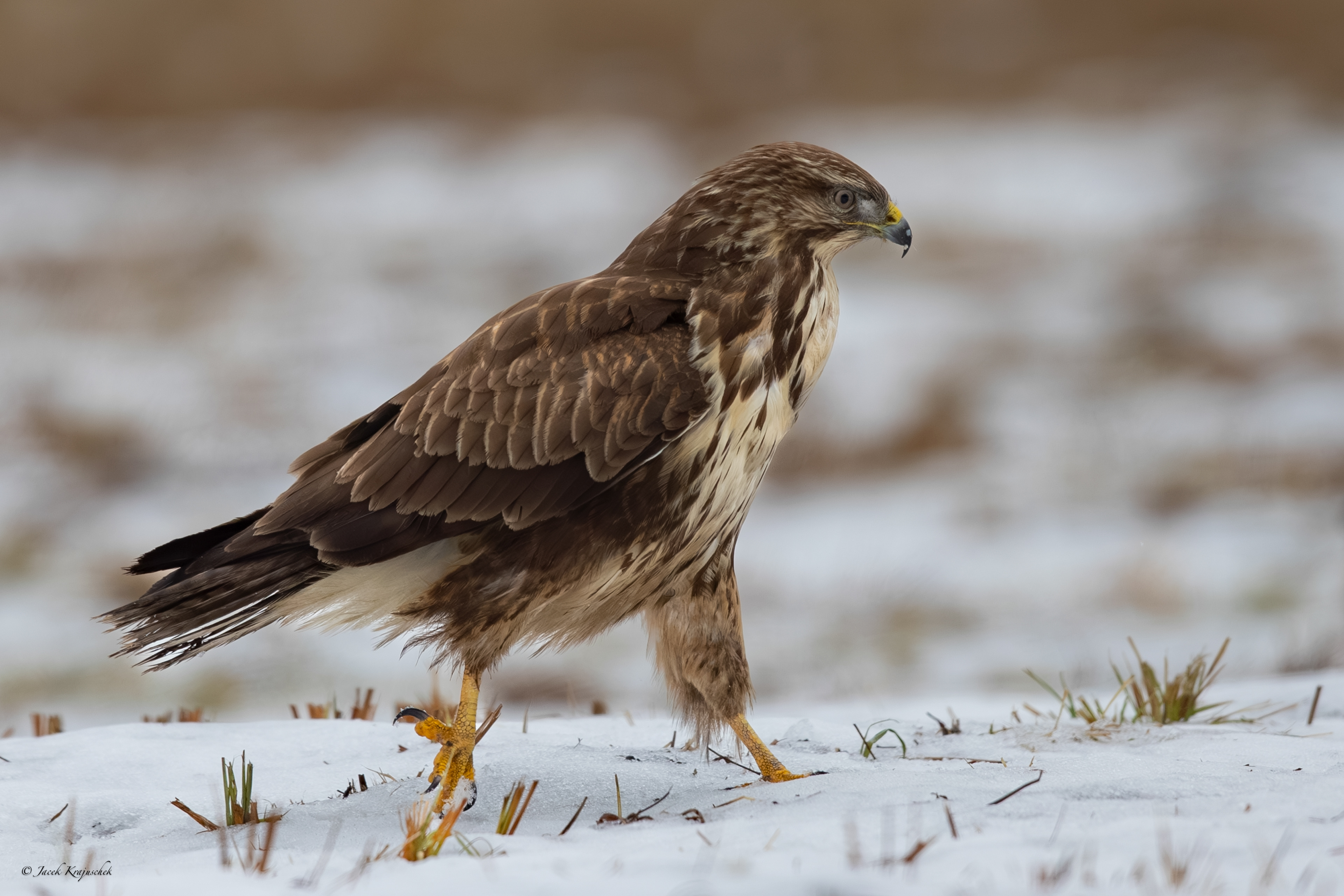 Mäusebussard (Buteo buteo) Myszołów