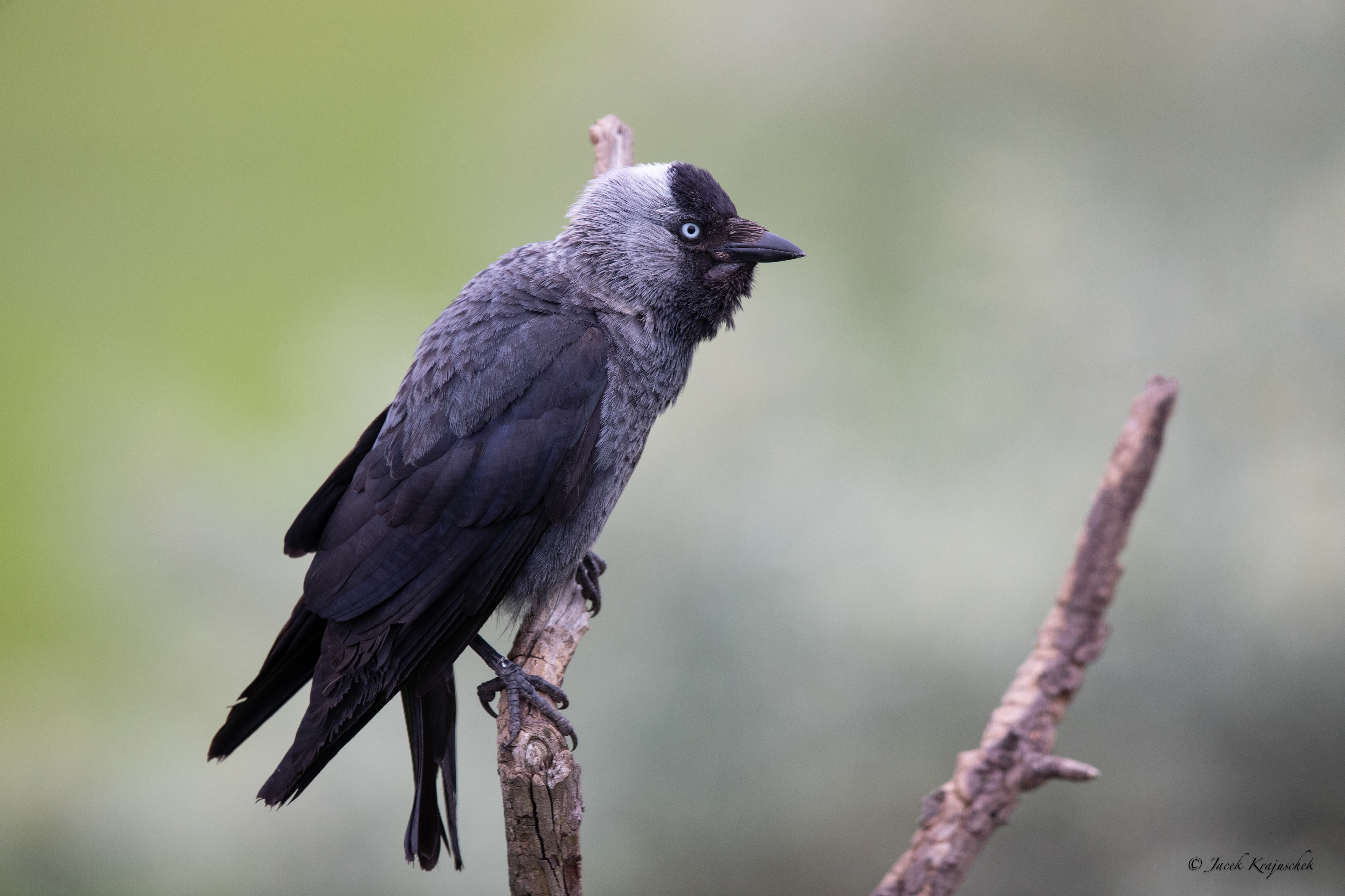 Dohle (Corvus monedula) Kawka