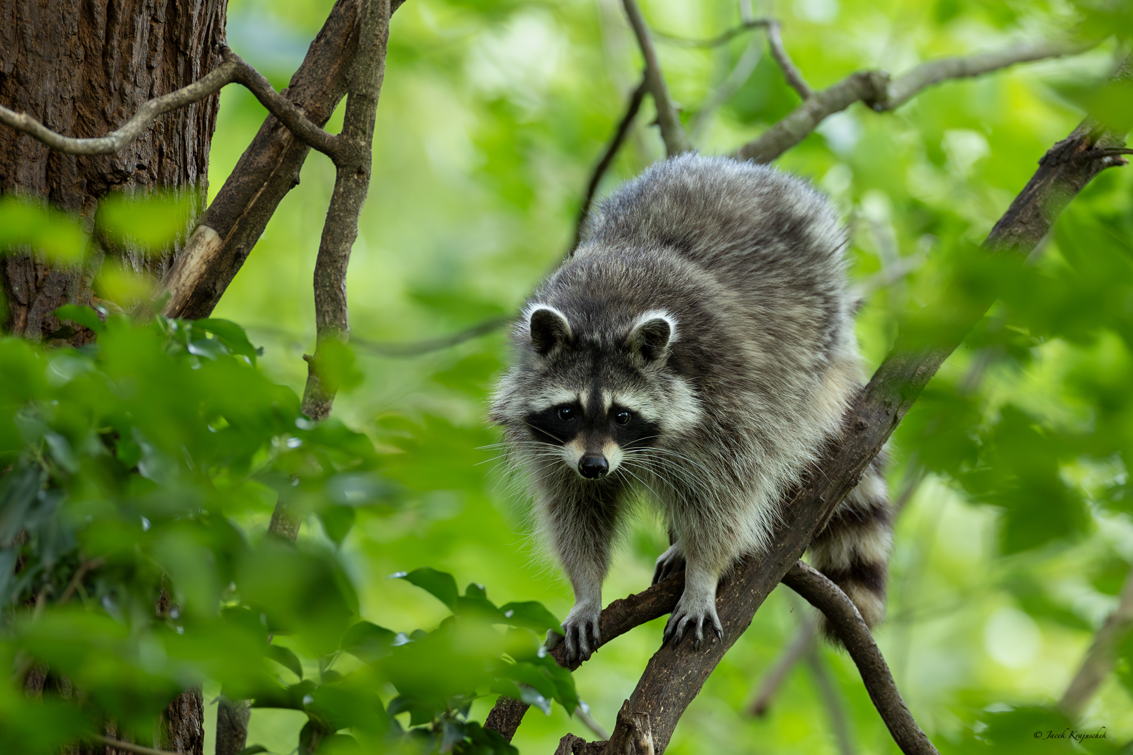 Waschbär (Procyon lotor) Szop pracz