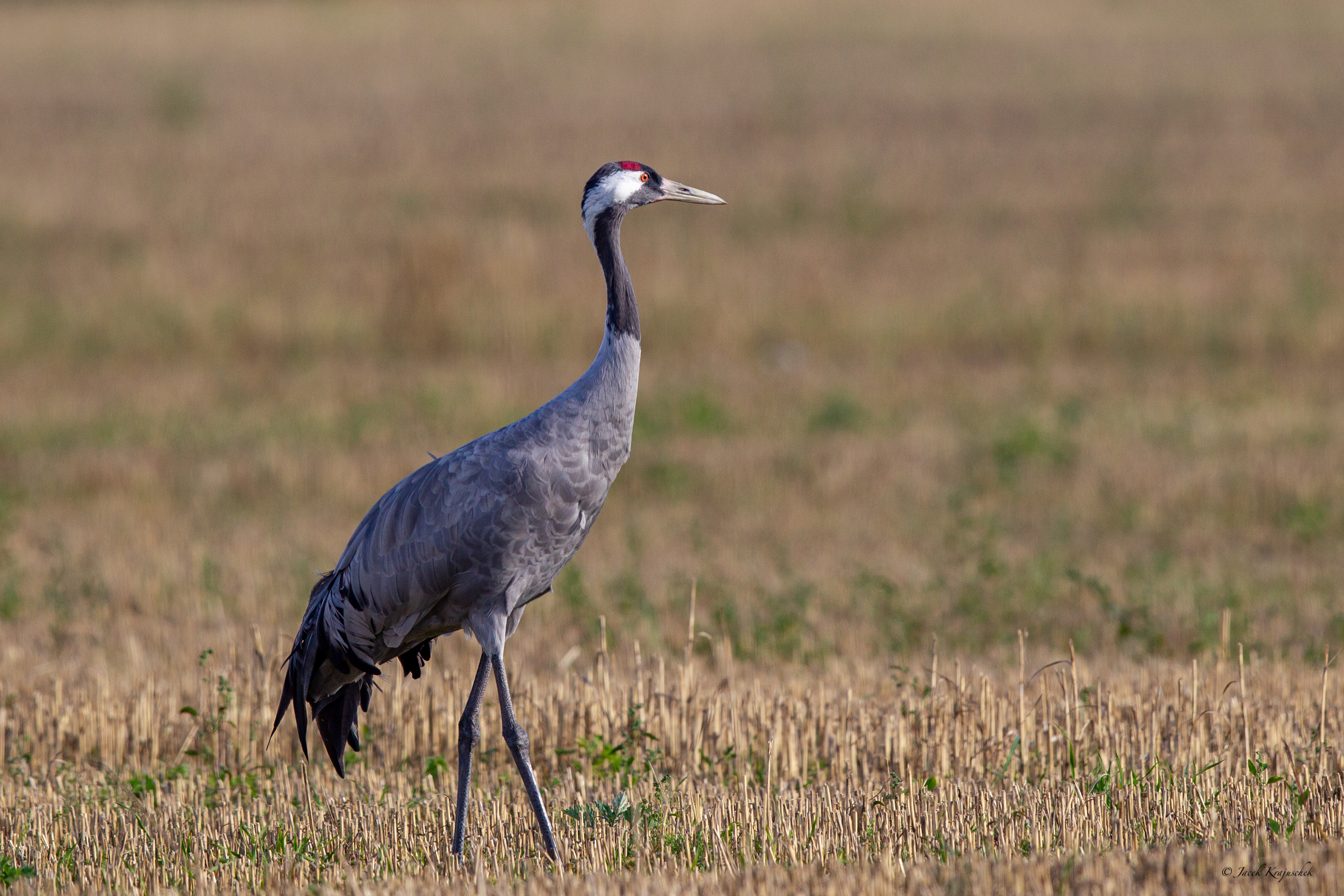 Kranich (Grus grus) Żuraw