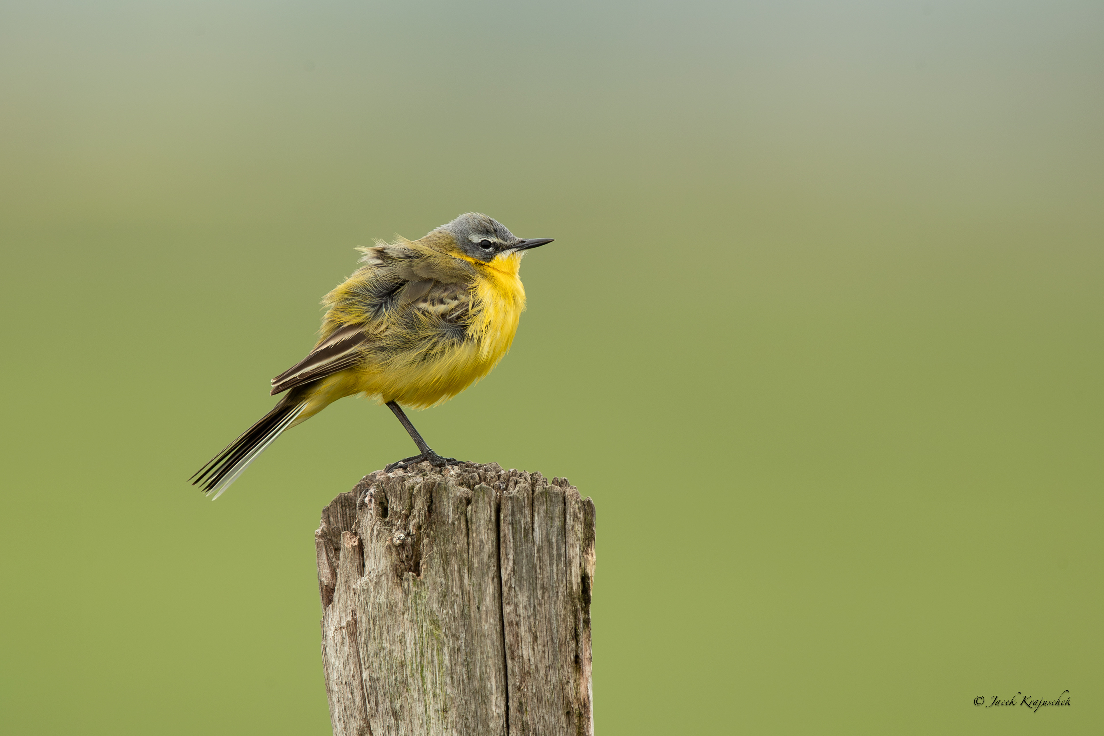 Wiesenschafstelze (Motacilla flava) Pliszka żółta