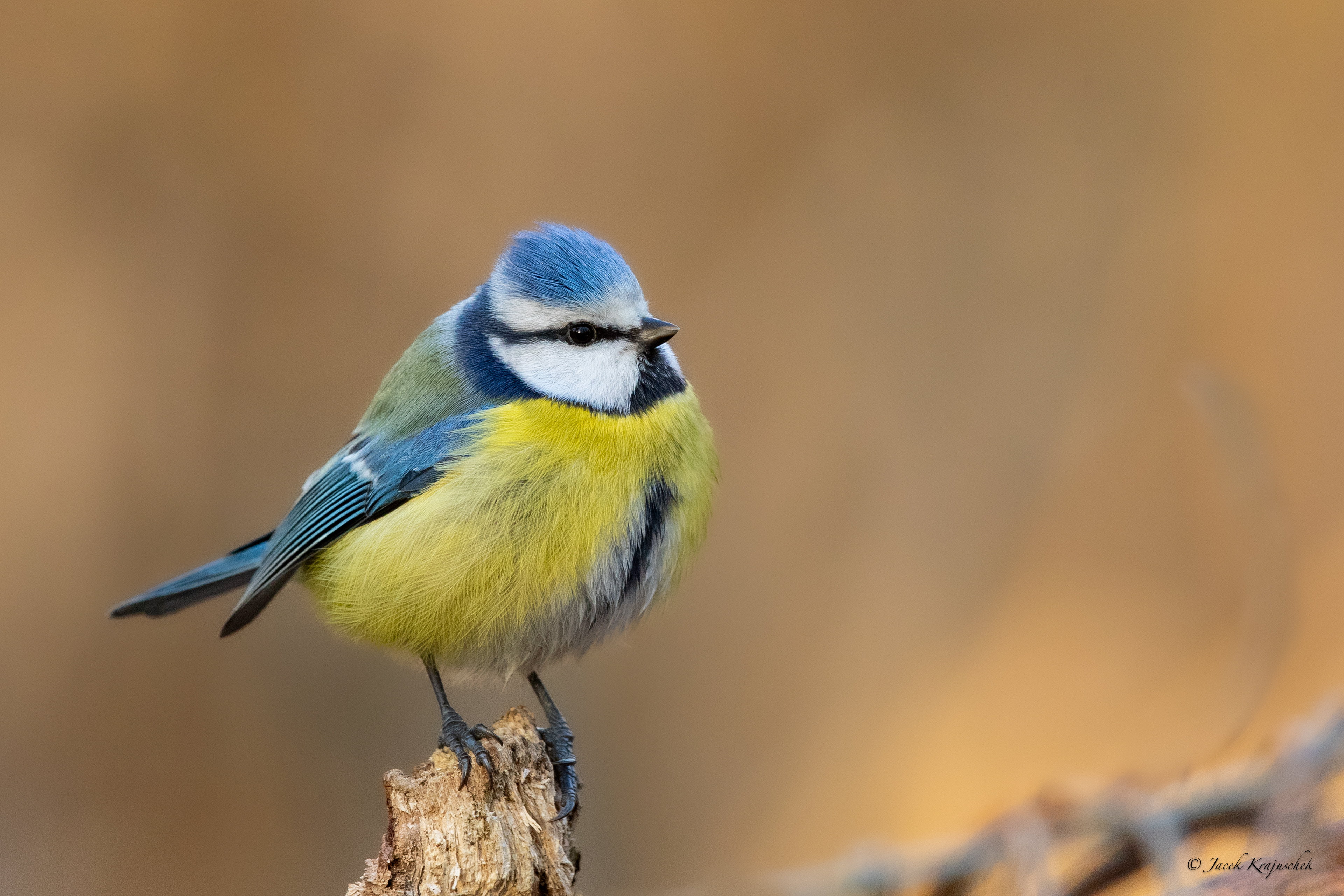Blaumeise (Cyanistes caeruleus) Modraszka