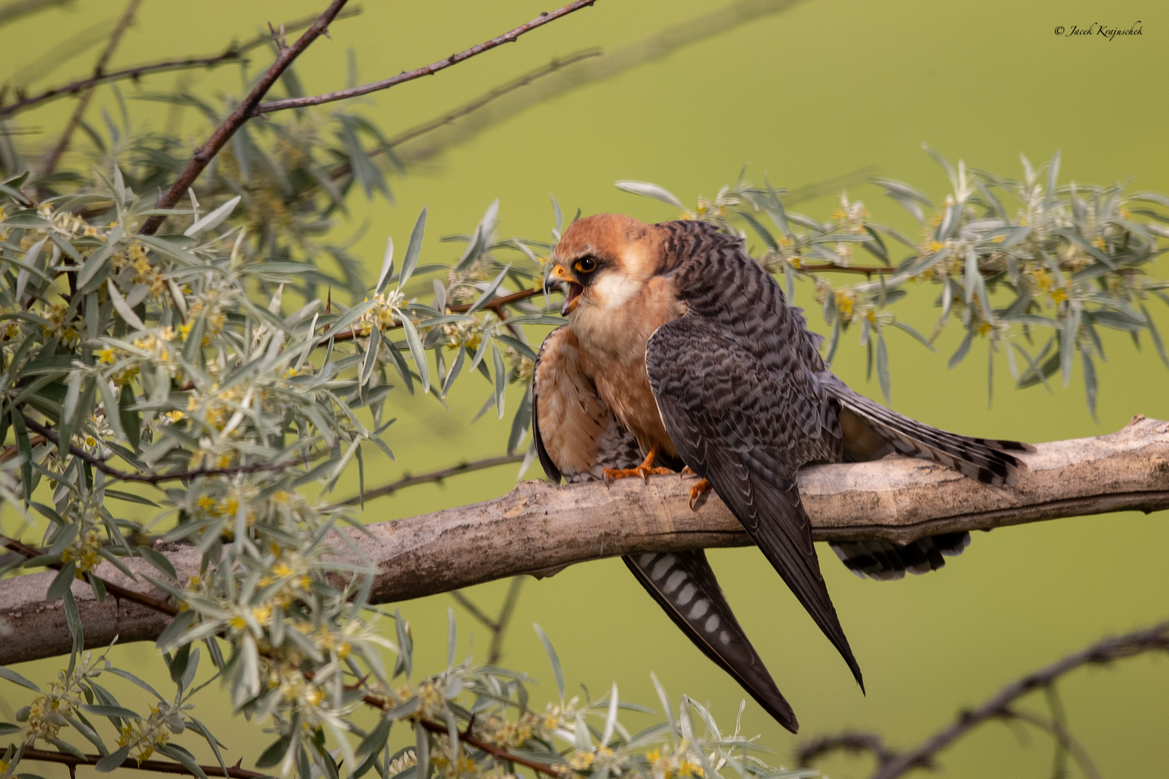 Rotfußfalke (Falco vespertinus) Kobczyk