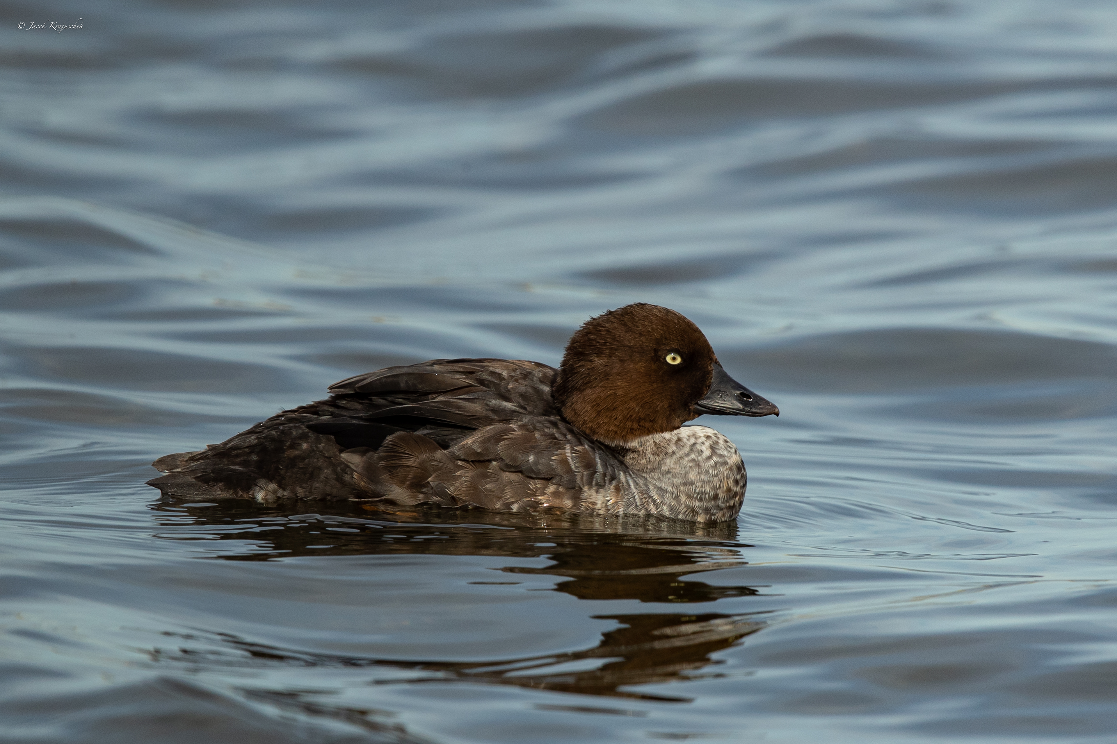 Schellente (Bucephala clangula) Gęgoł