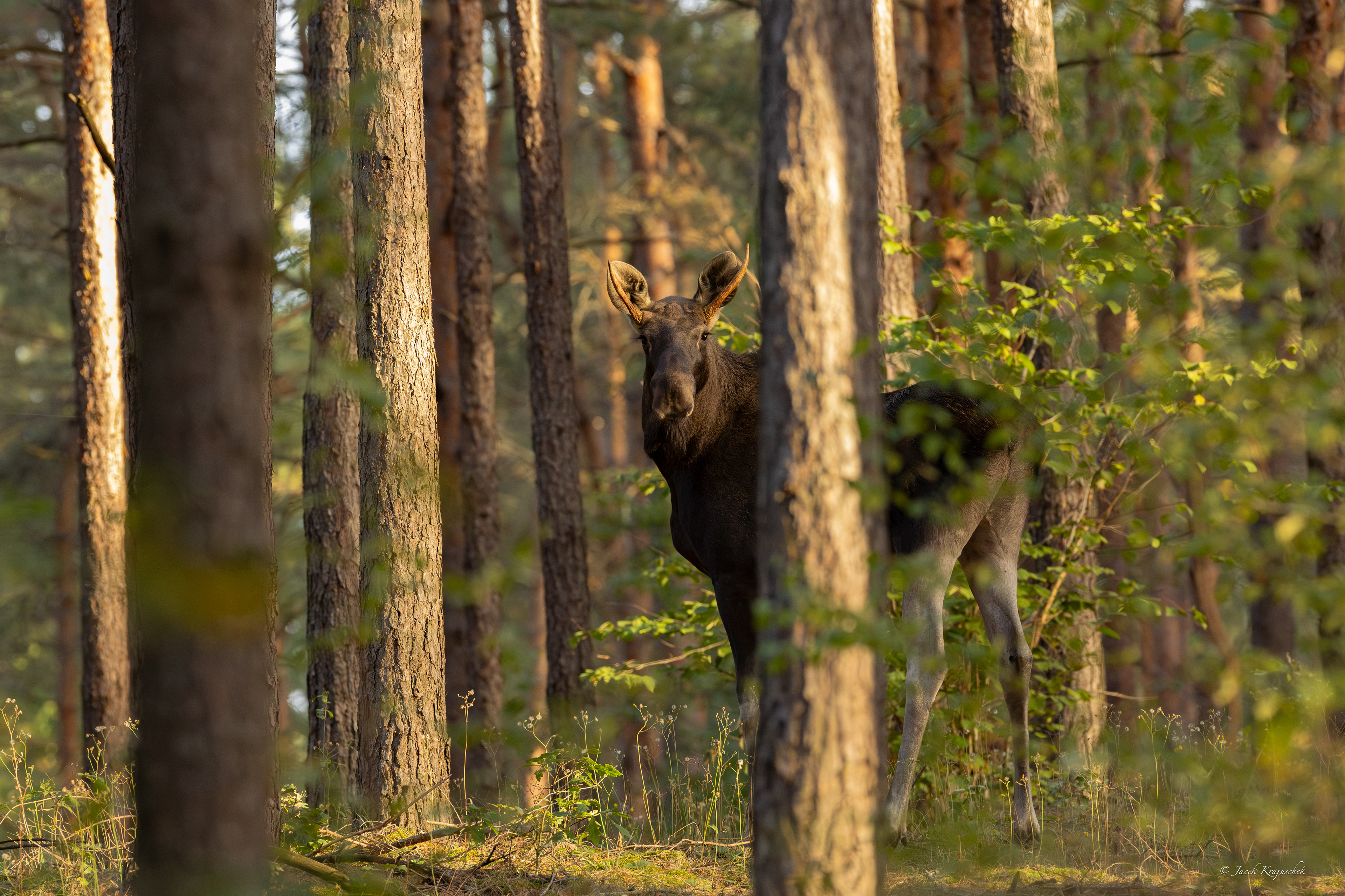 Elch (Alces alces) Łoś