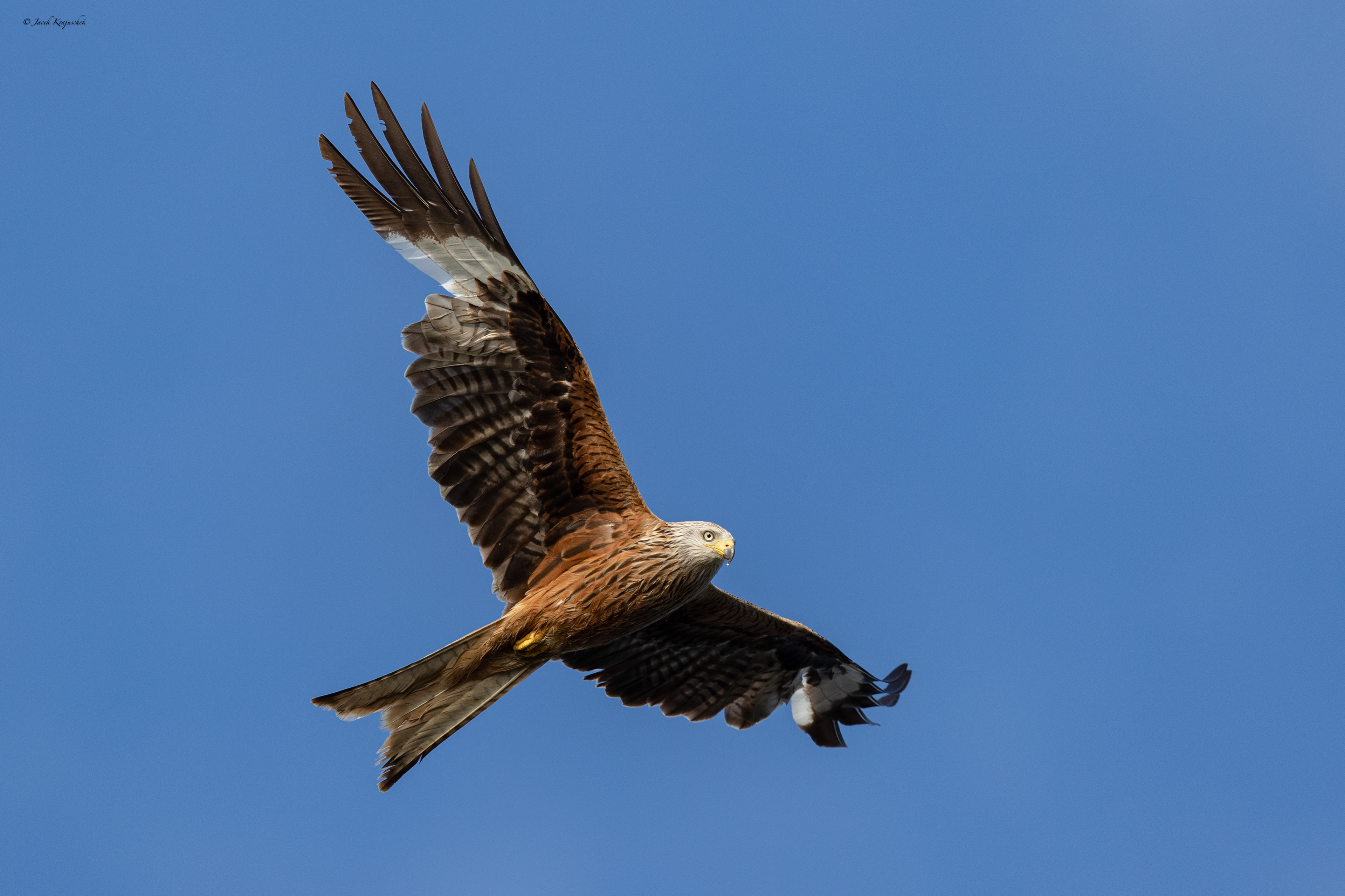 Rotmilan (Milvus milvus) Kania ruda