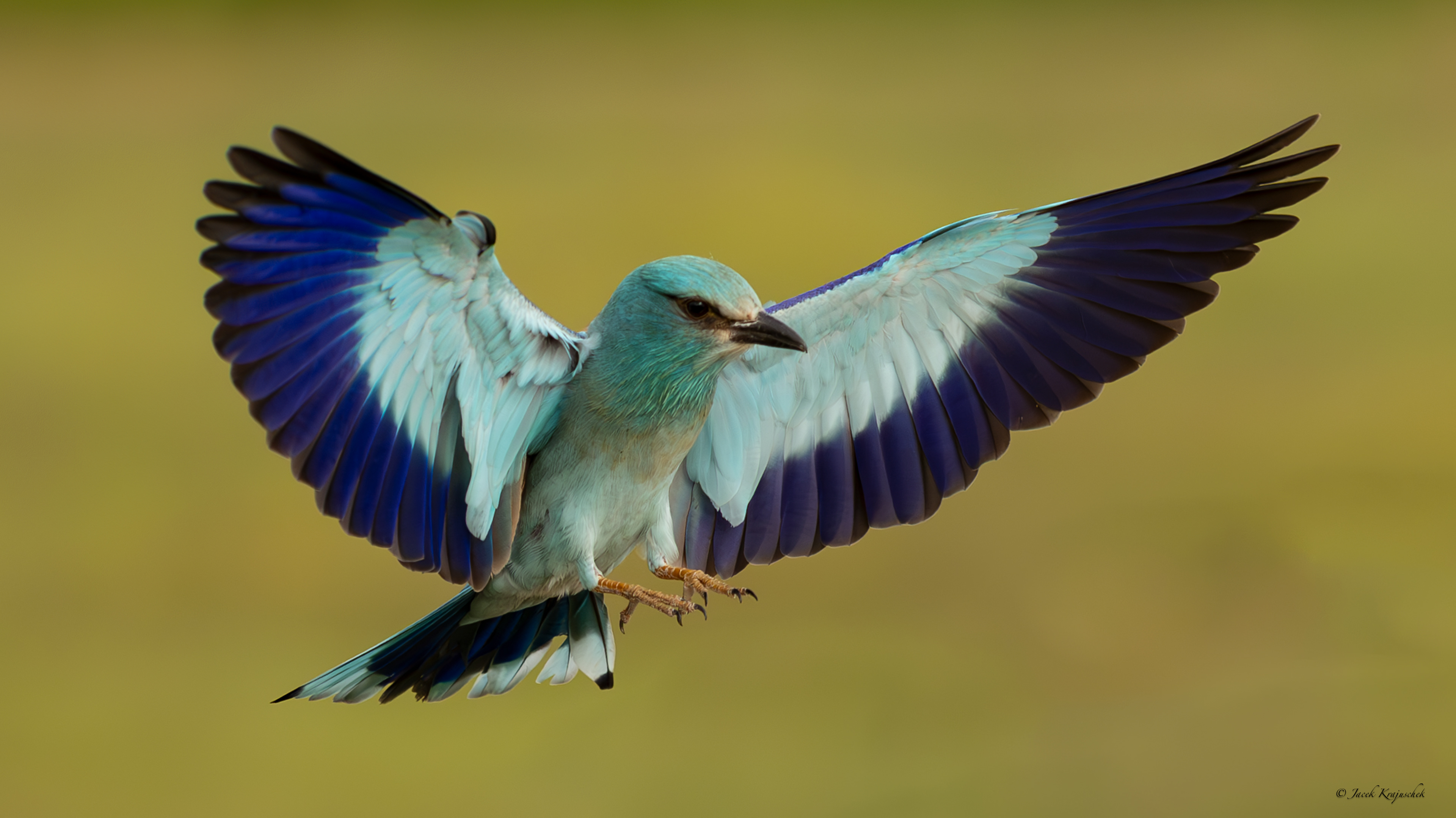 Blauracke (Caracas garrulus) Kraska