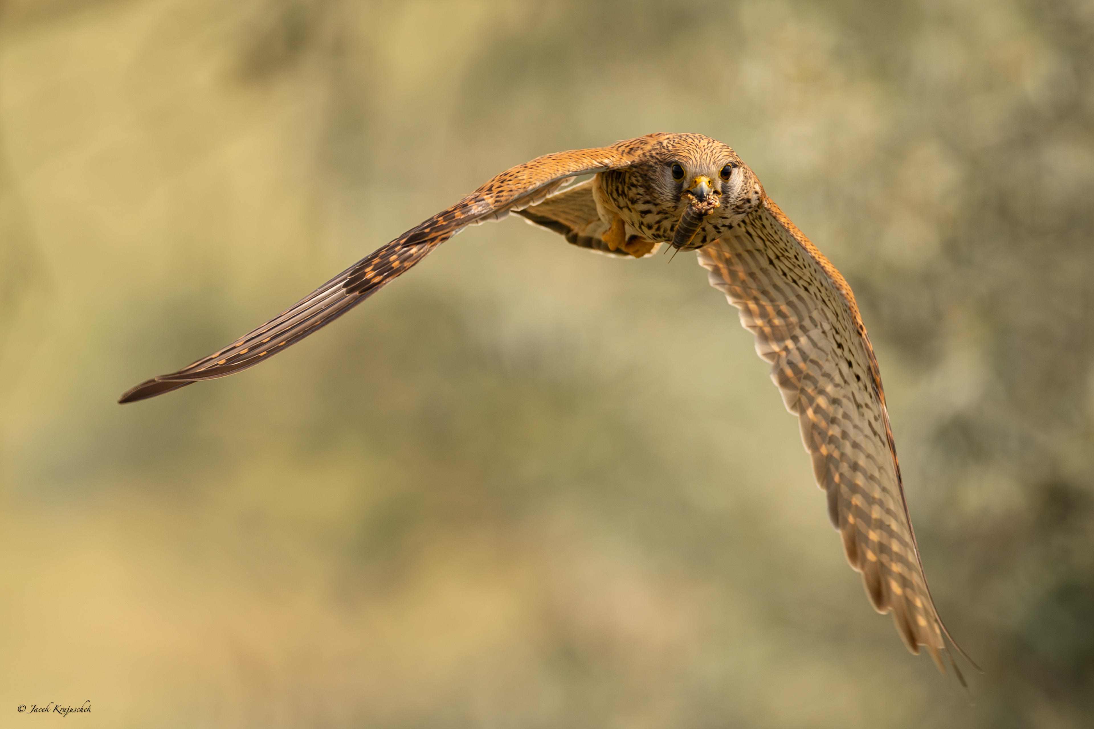 Turmfalke (Falko tinnunculus) Pustułka