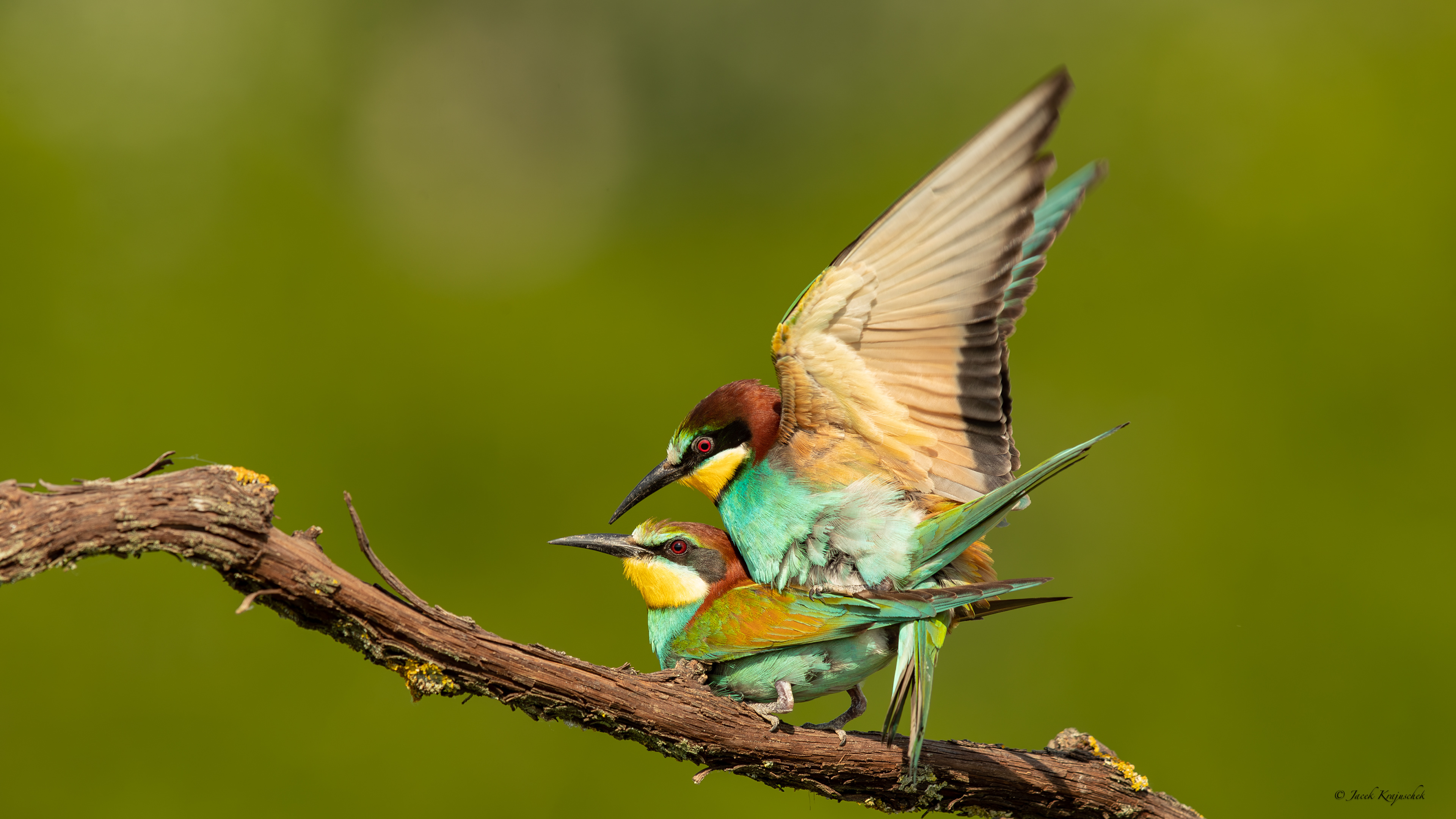 Bienenfresser (Merops apiaster) Żołna