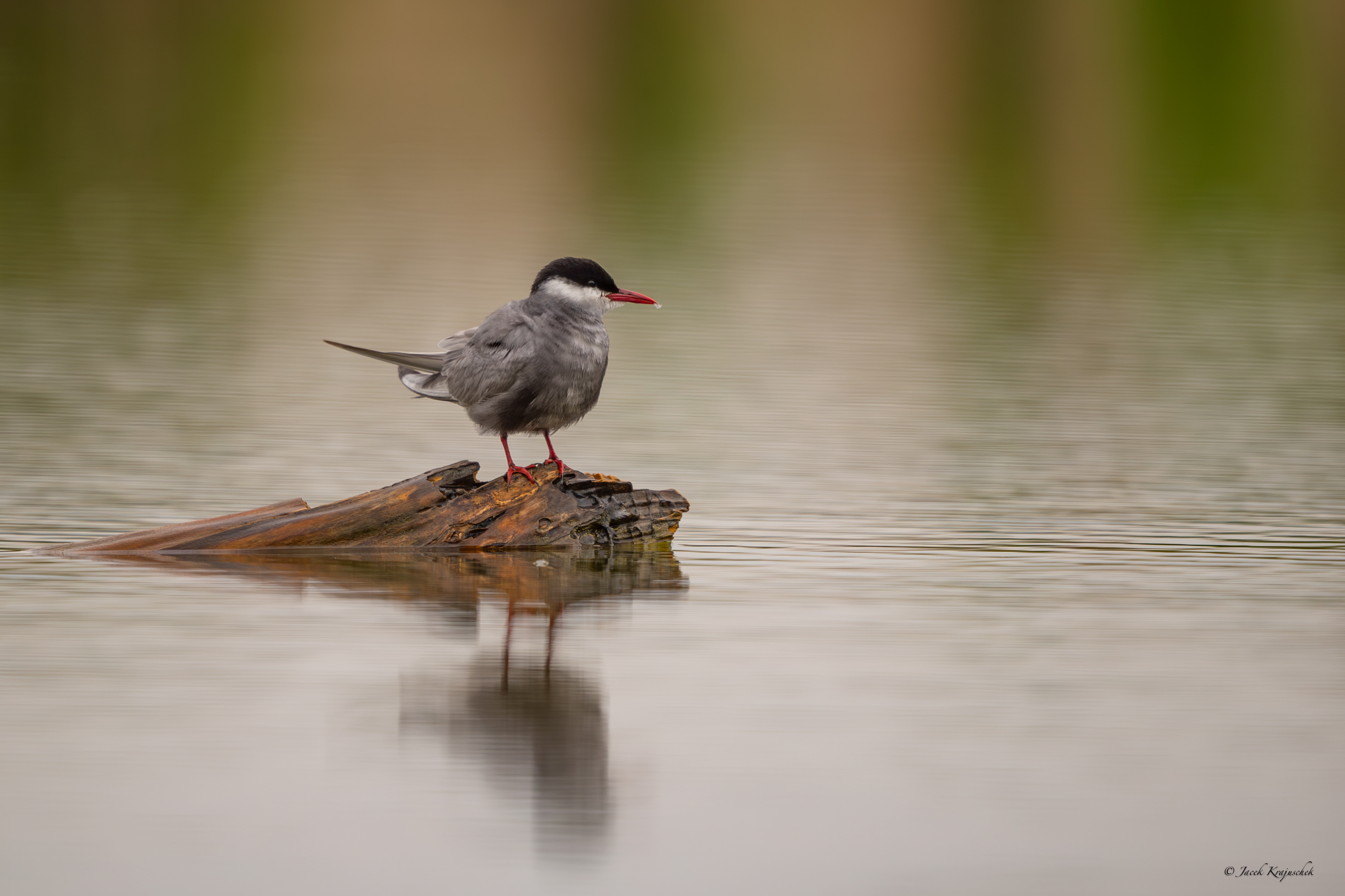 Weißbartseeschwalbe (Chlidonias hybridus) Rybitwa białowąsa