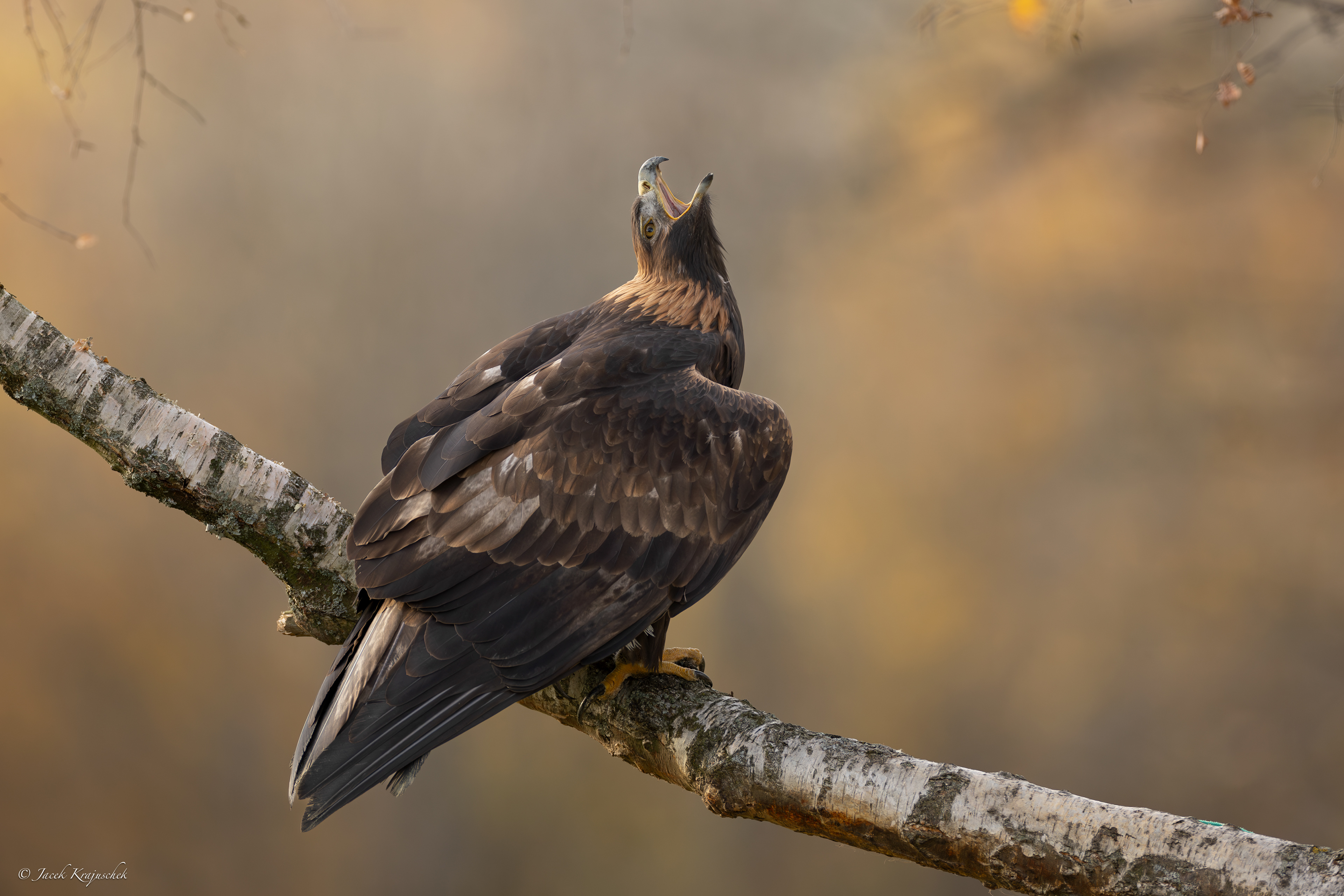 Steinadler (Aquila chrysaetos) Orzeł przedni