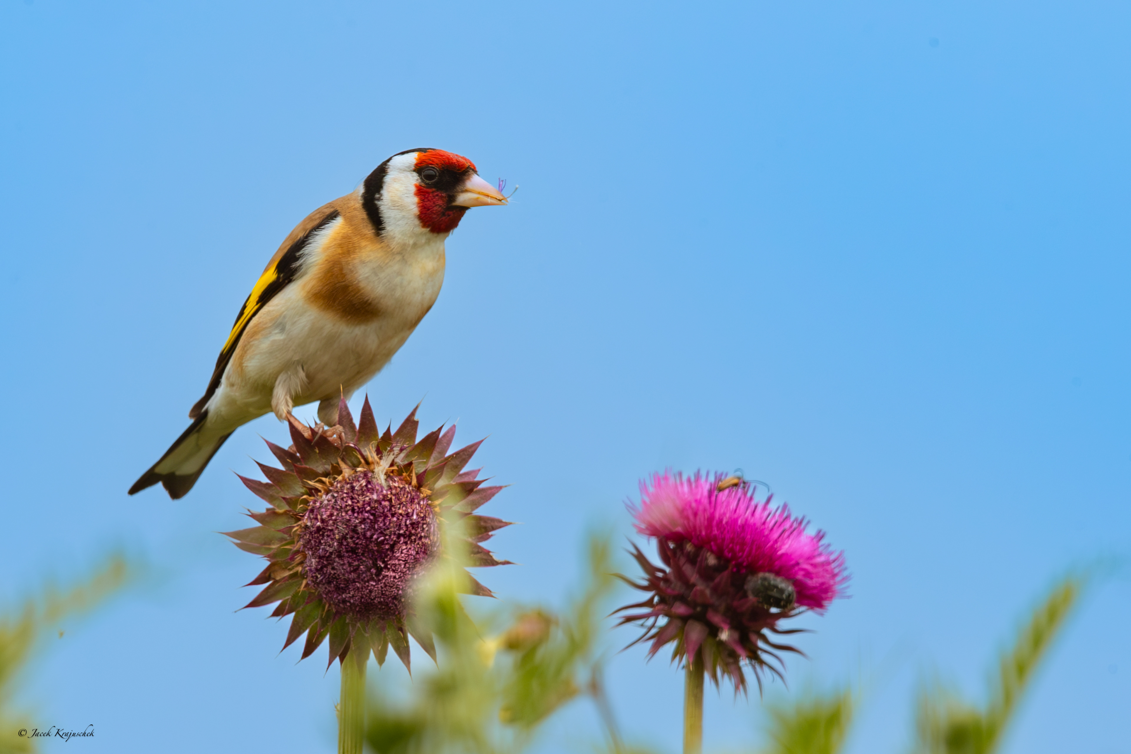 Stieglitz (Carduelis carduelis) Szczygieł