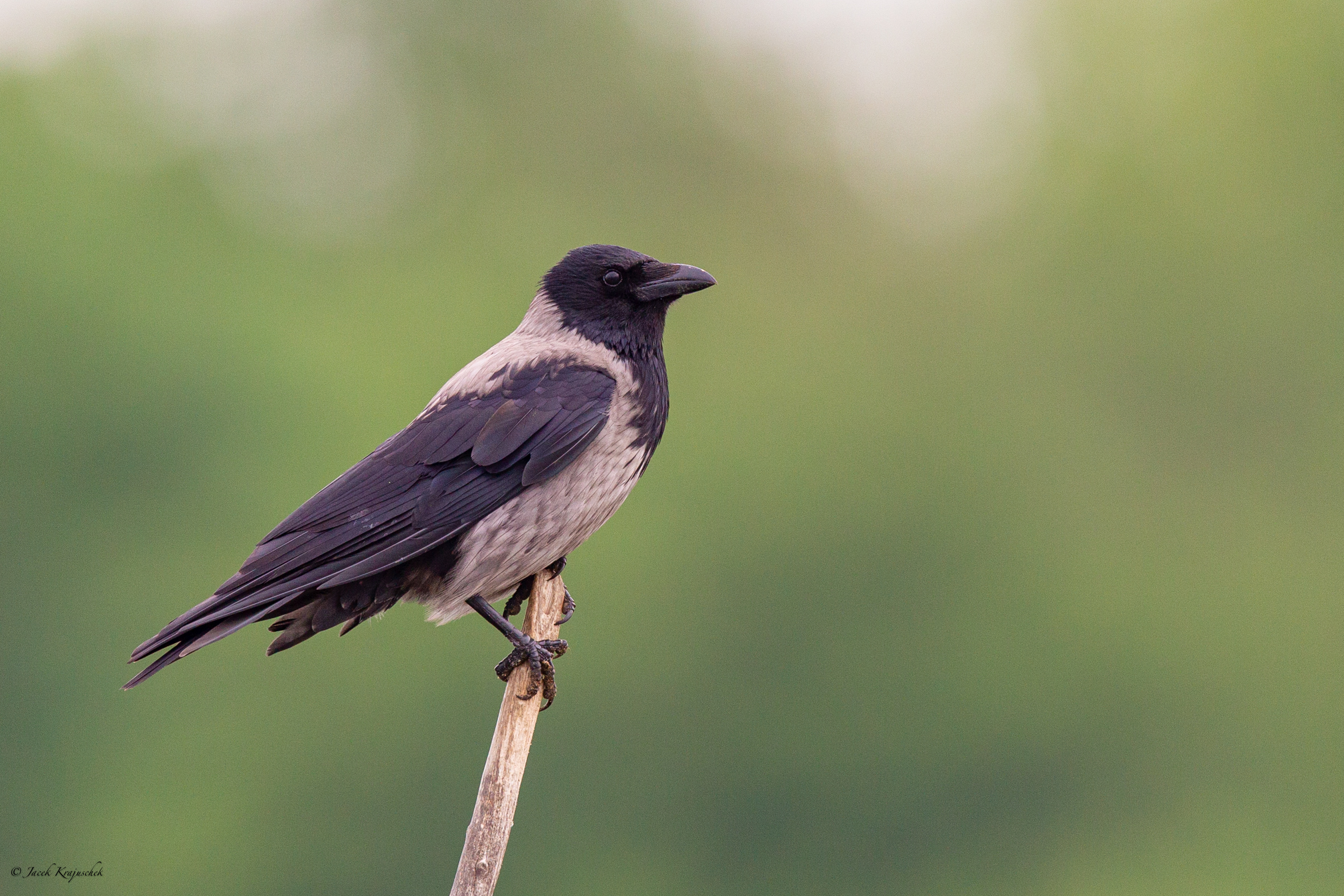 Nebelkrähe (Corvus corone) Wrona siwa