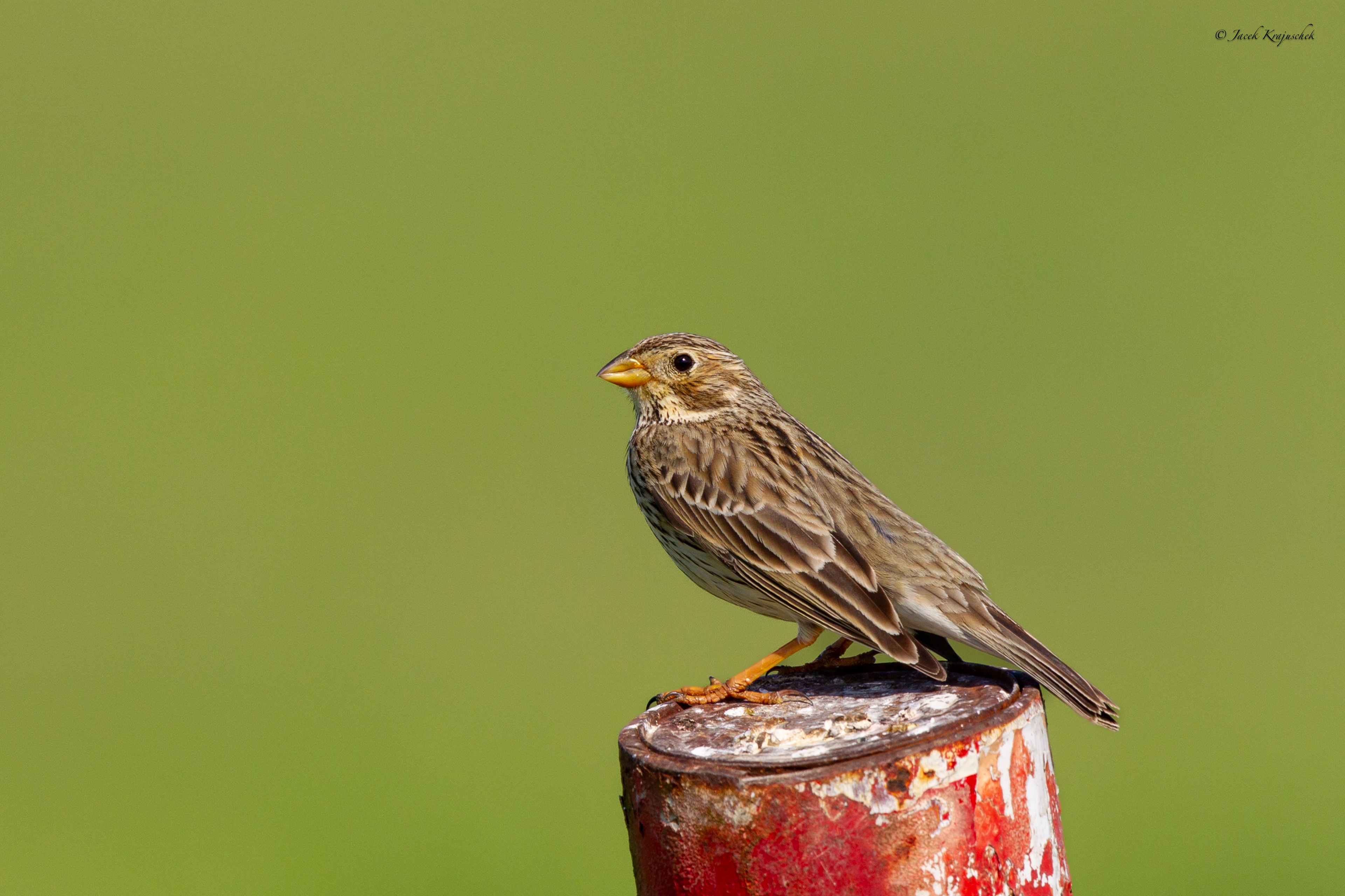 Grauammer (Emberiza calandra) Potrzeszcz